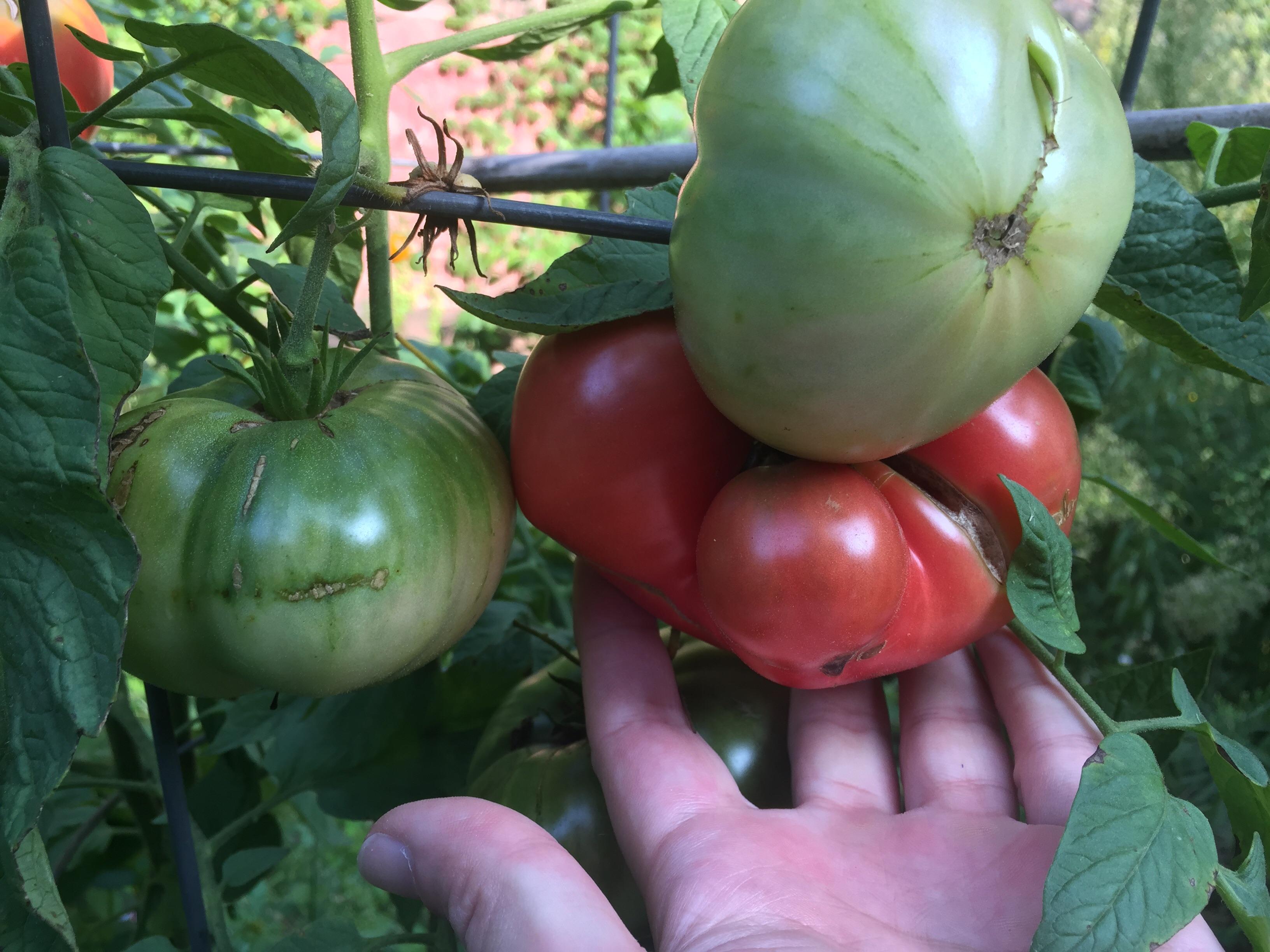 German Johnson tomatoes finally ripening. USDA zone 7b r/gardening
