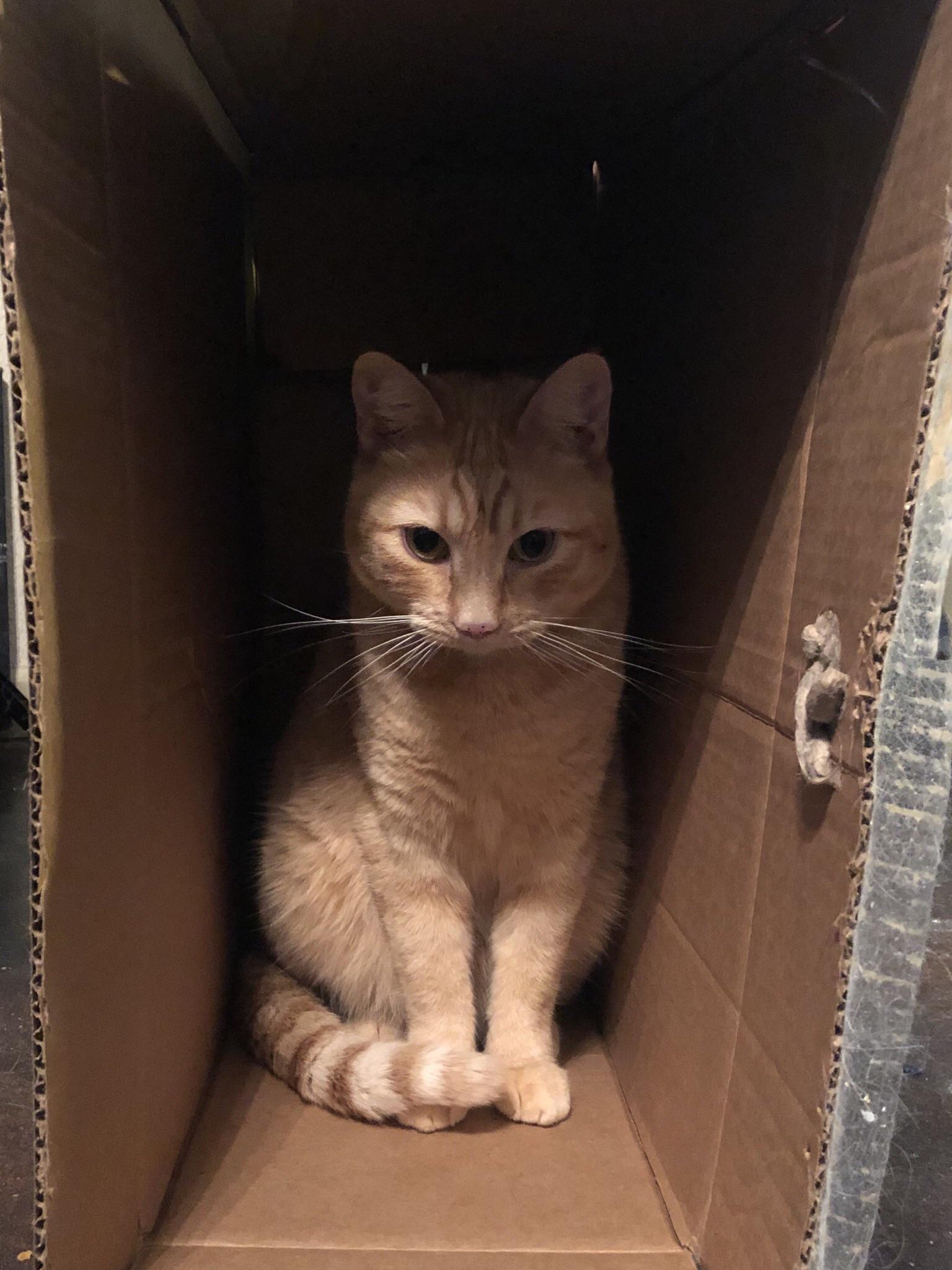 PsBattle This cat sitting in a box.