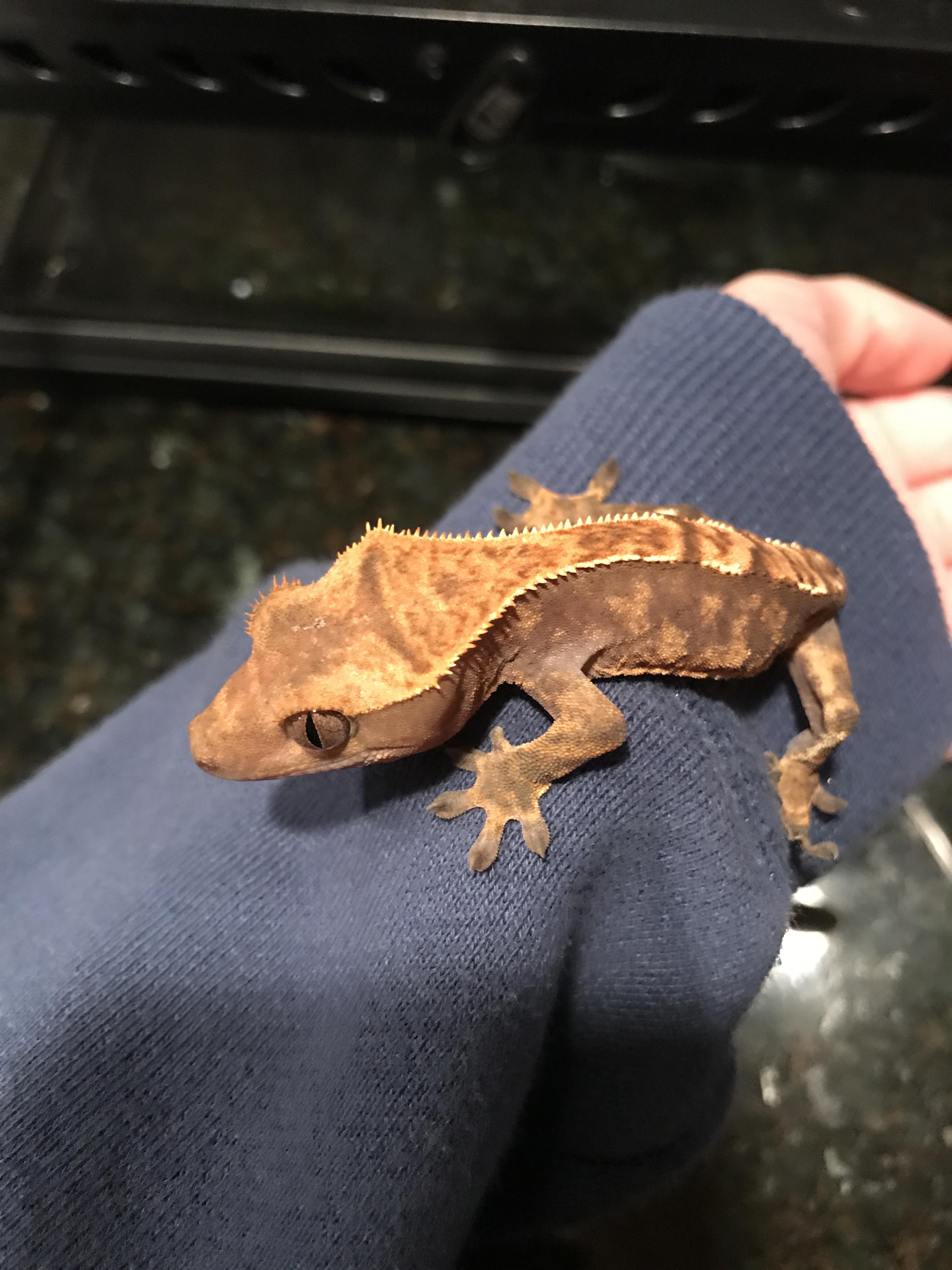 Can anyone tell me what heating I should use for this little guy, he’s