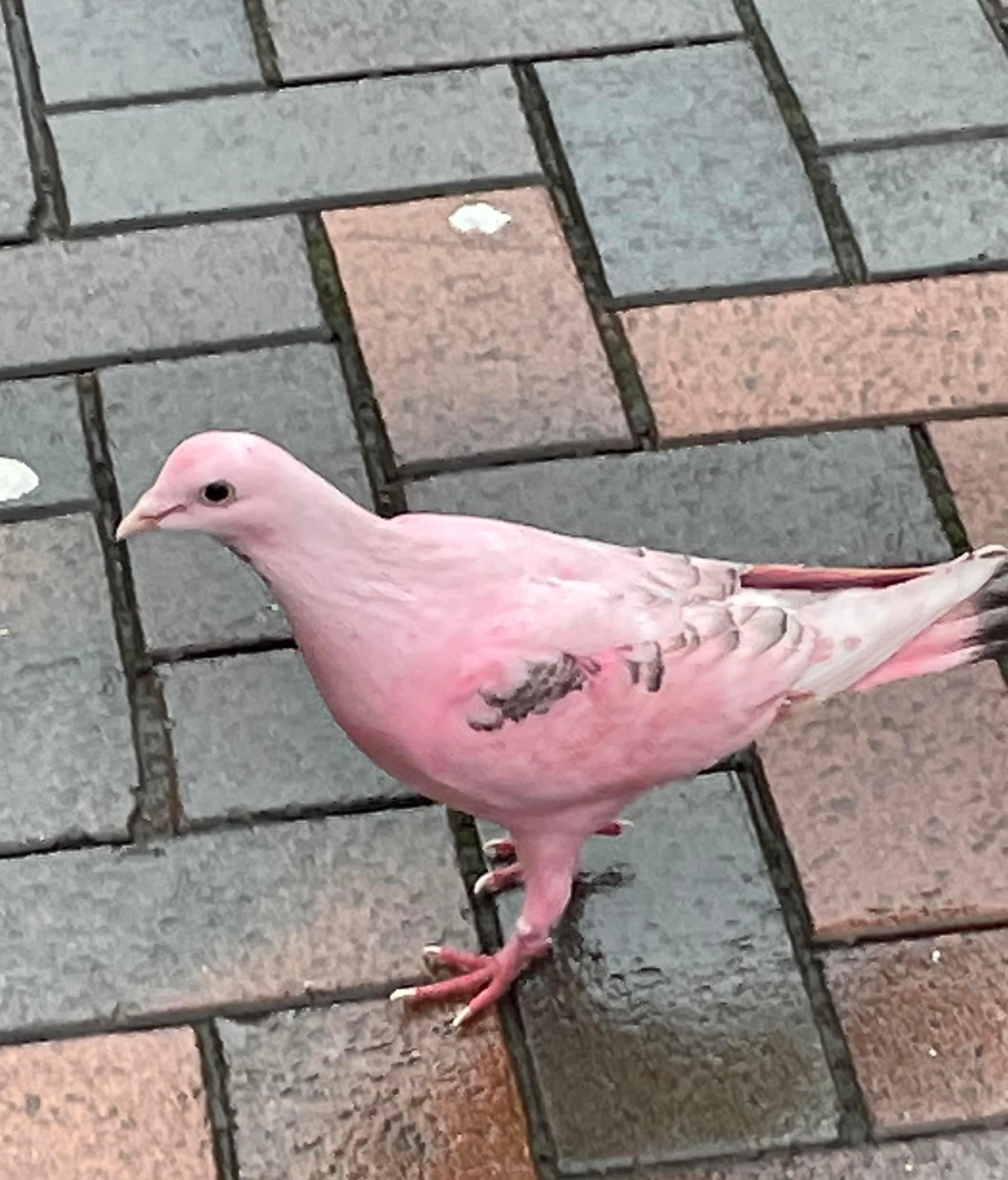 Pink pigeon on a UK high street