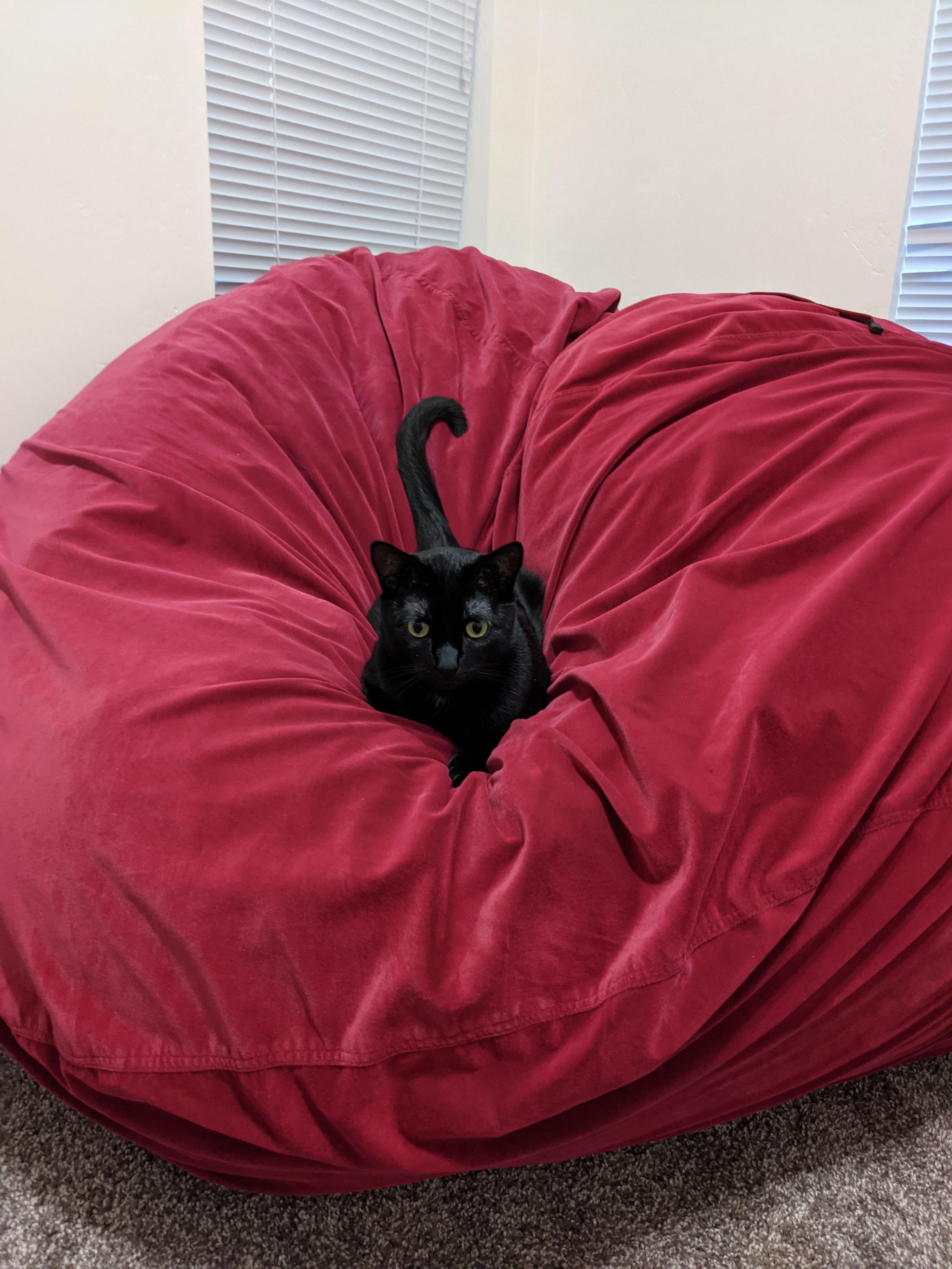 Got a new bean bag chair r/cats