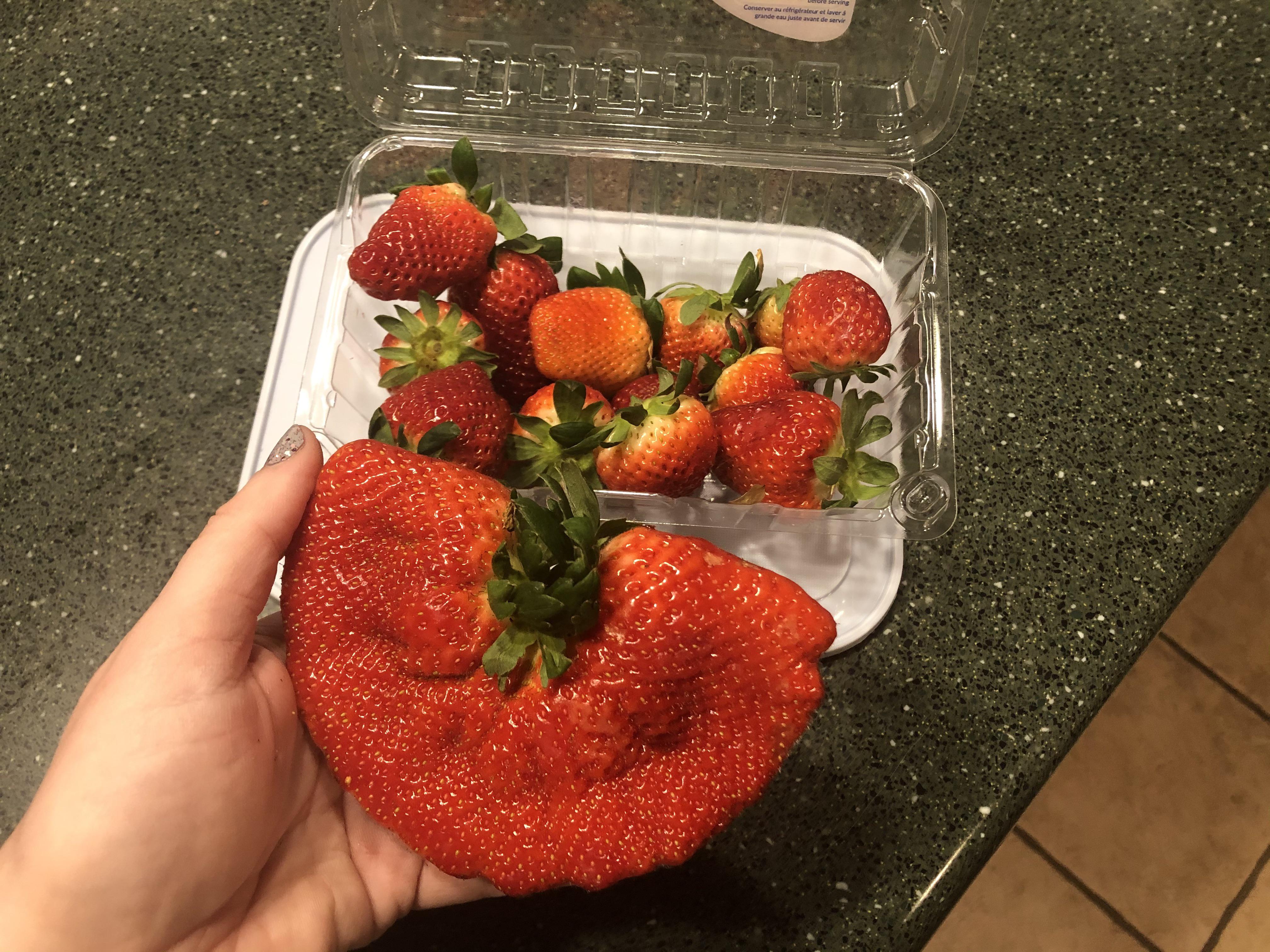 This extra giant strawberry that was in a package of strawberries we