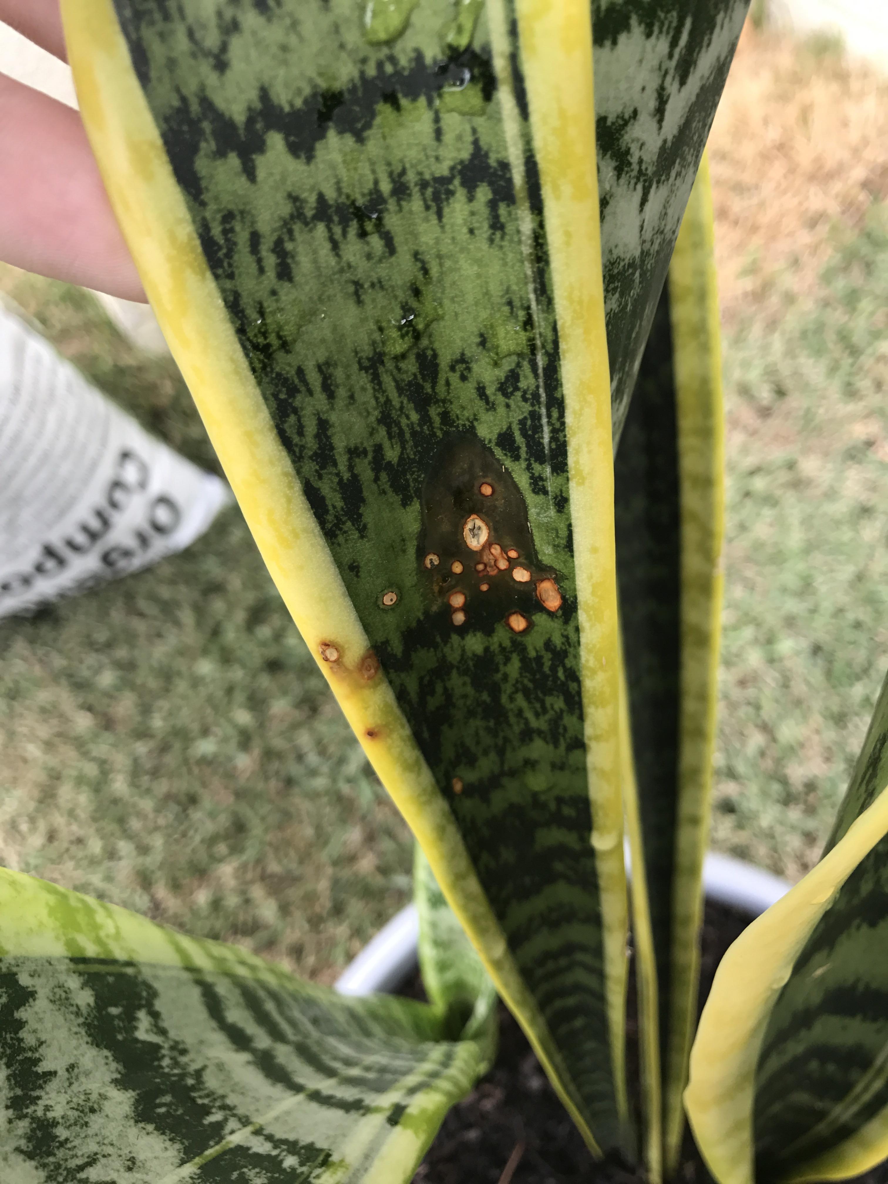 These are developing on my snake plant, could anyone please tell me