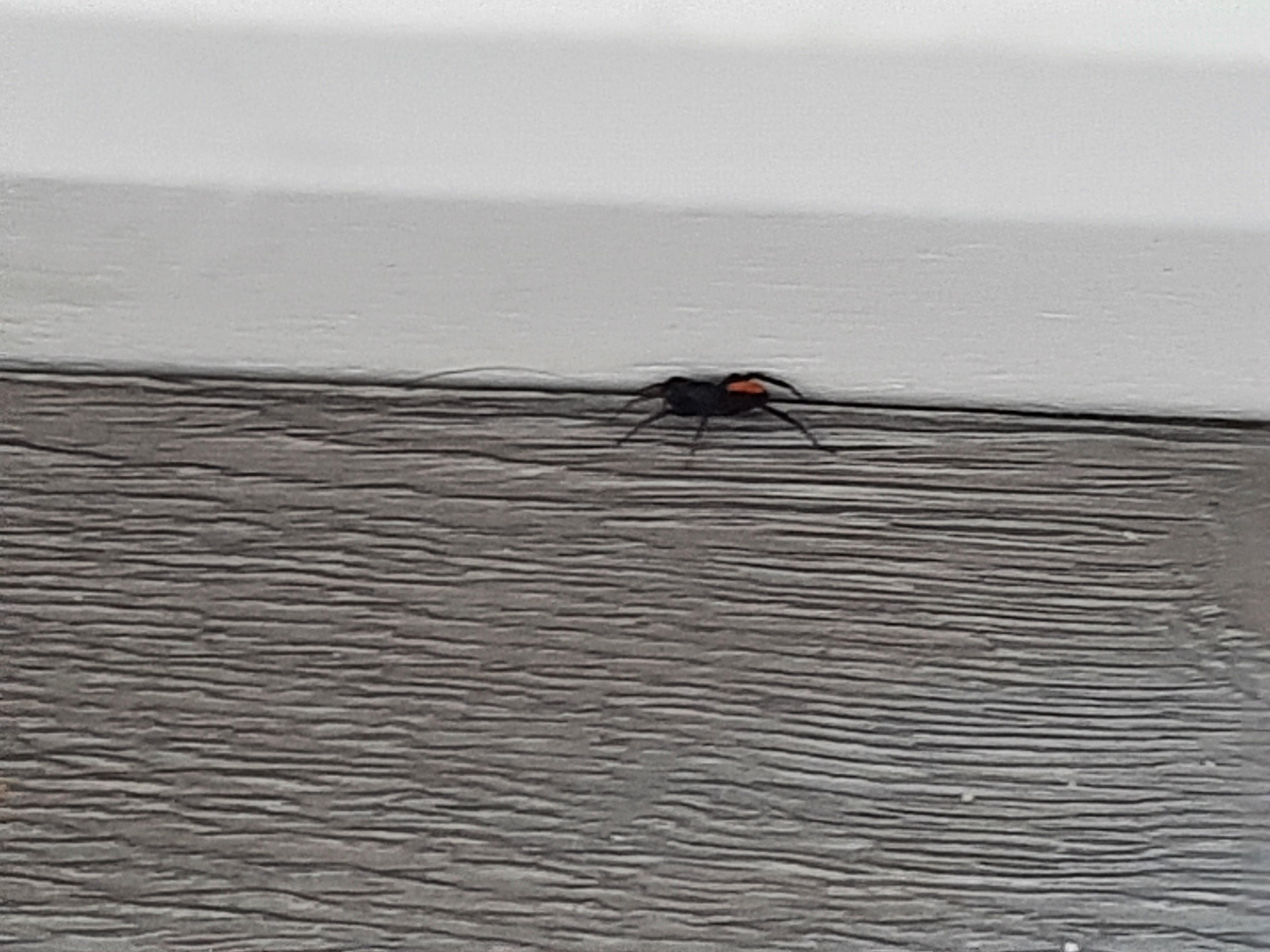 Austin, TX. Black spider with orangered abdomen. Anyone know what it