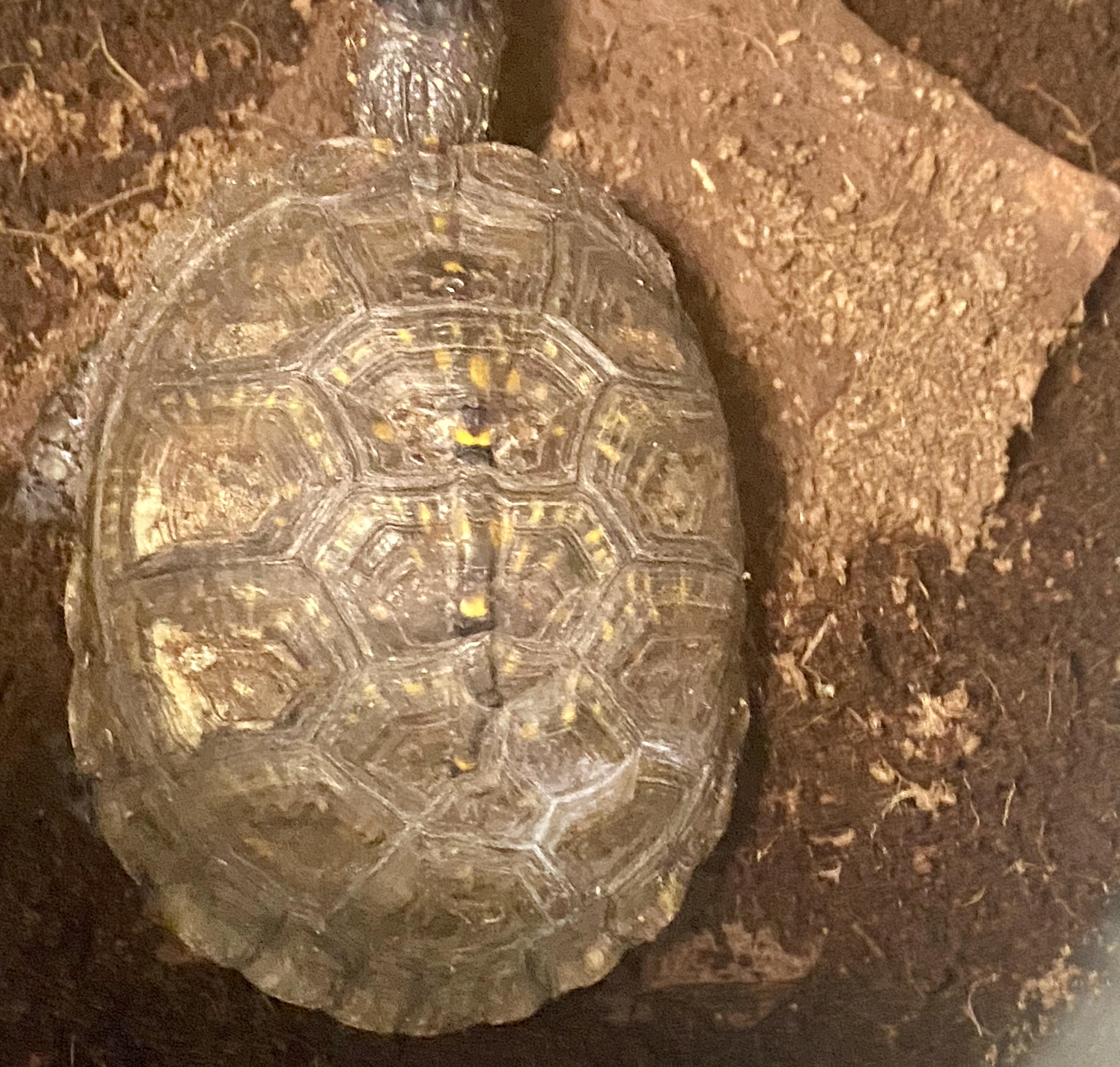 There is some white, powdery looking stuff on my turtle’s shell. Is
