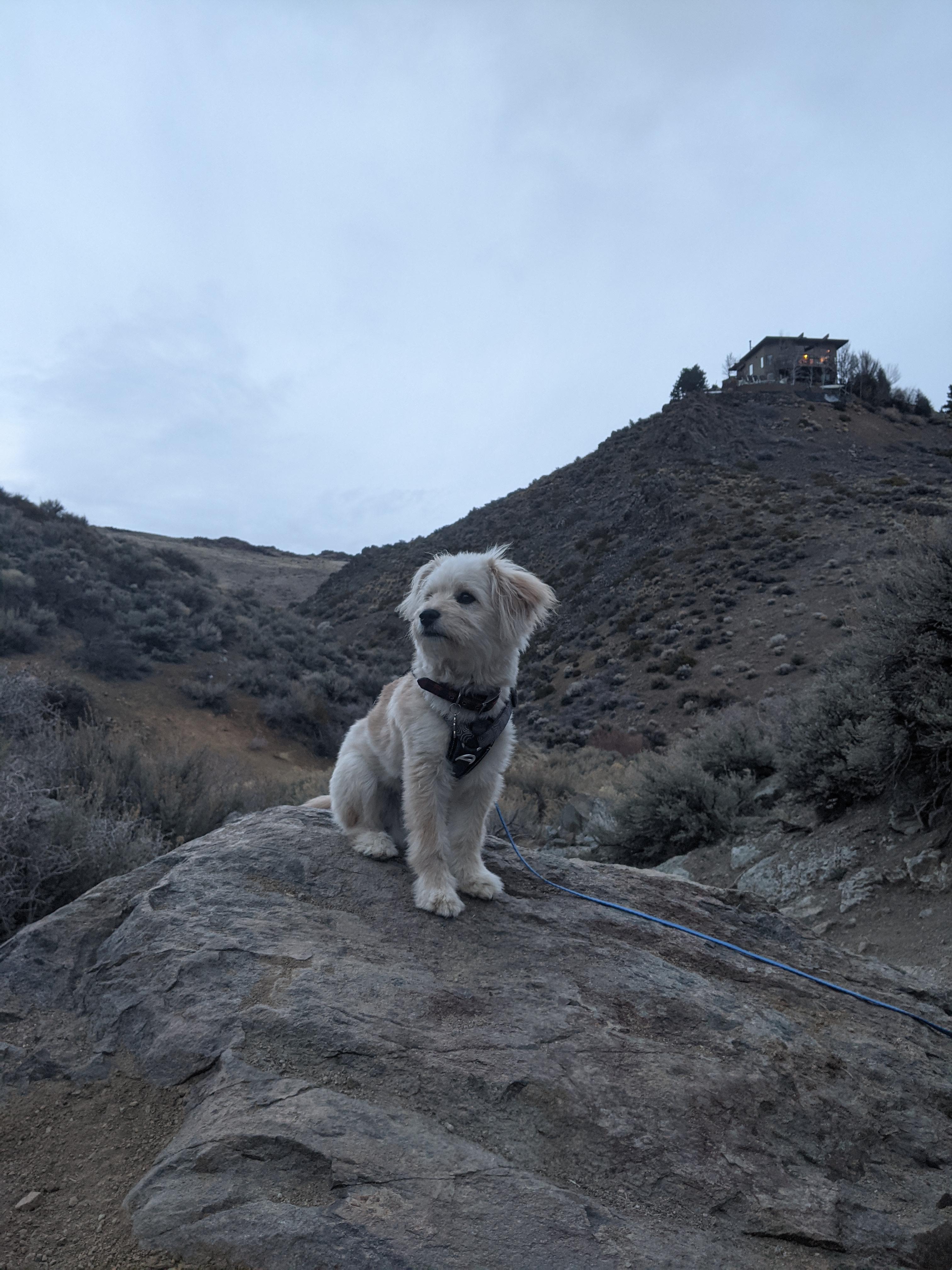 Can Maltese Go On Hikes? Golden Bailey Dogs
