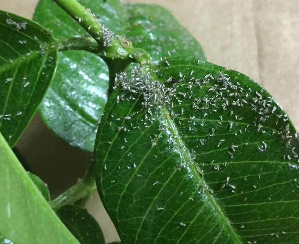 Northern New Jersey unknown bugs? r/whatsthisbug