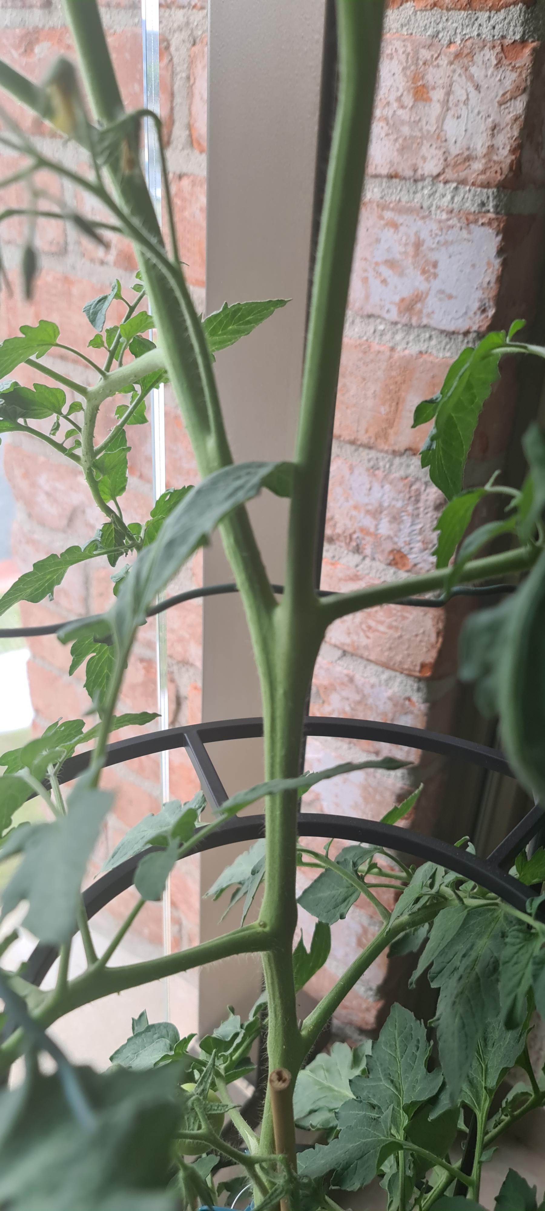 Should I cut this sucker off my tomato plant r/gardening