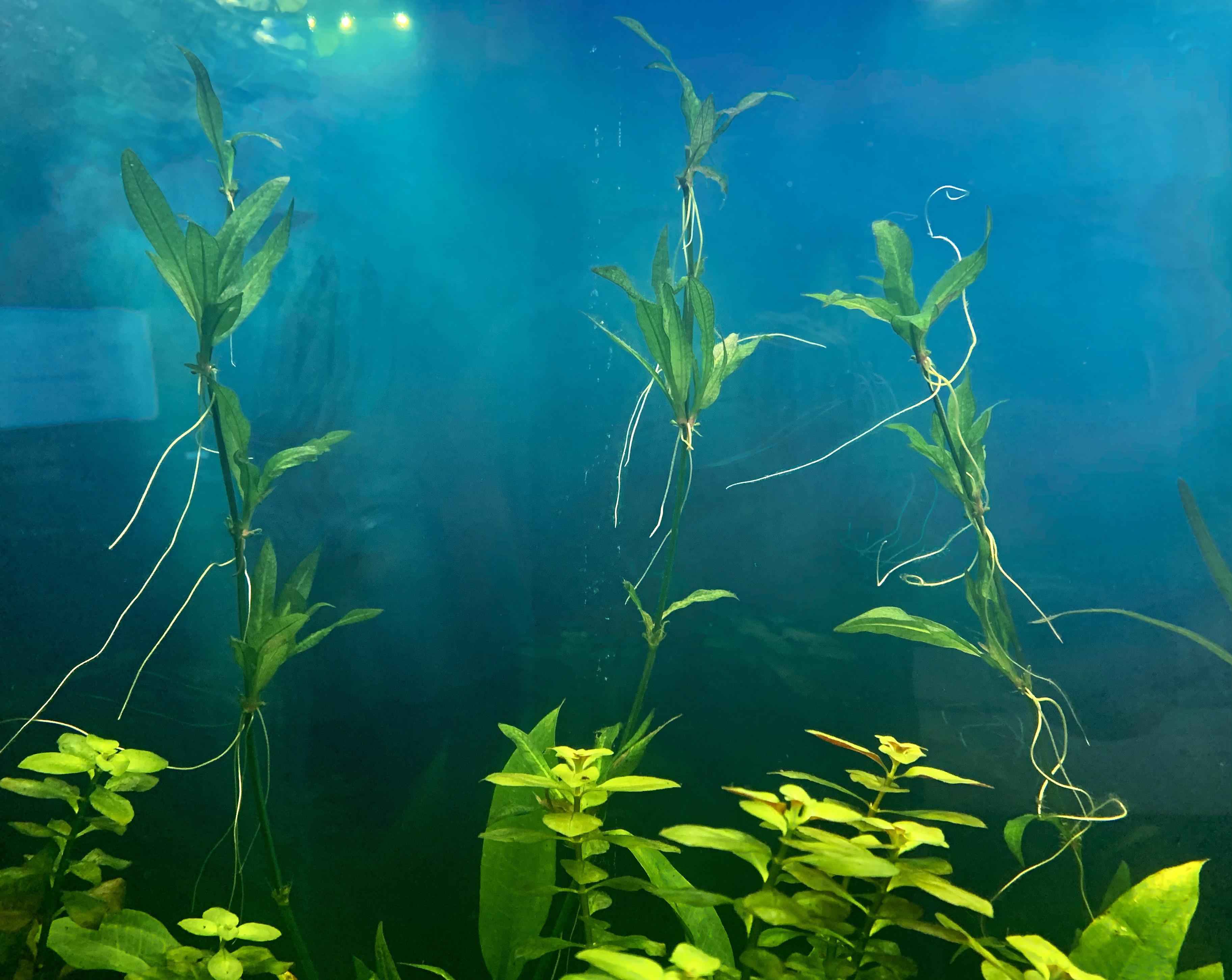 When/how to replant Amazon sword runners? r/Aquariums