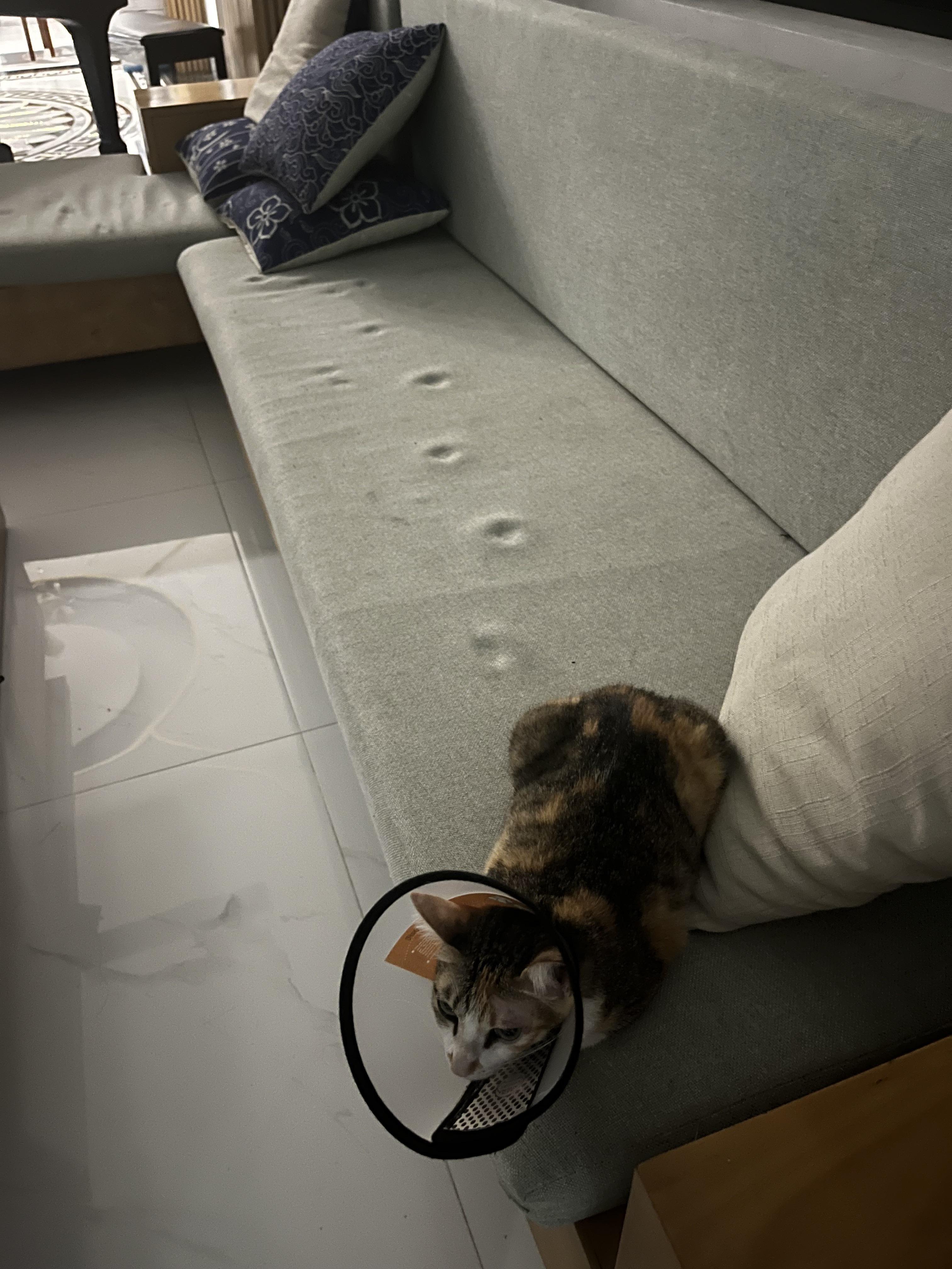 My cat left a little paw trail on the couch r/aww