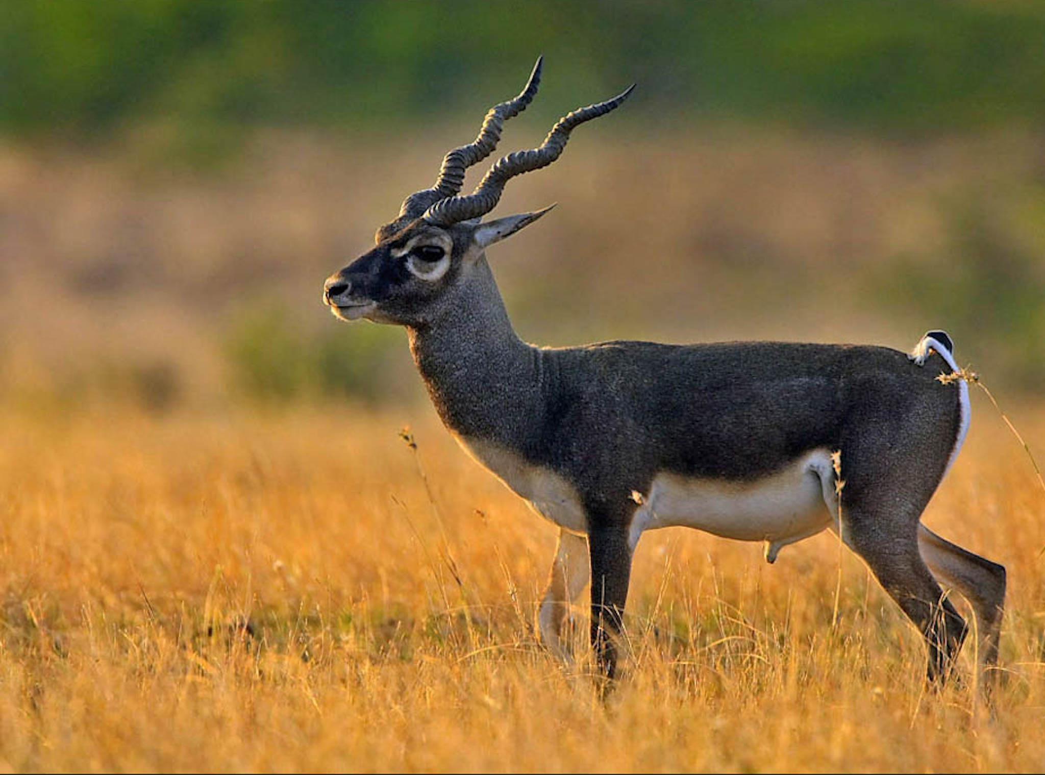 the black buck is the native animal of Cholistan desert but have