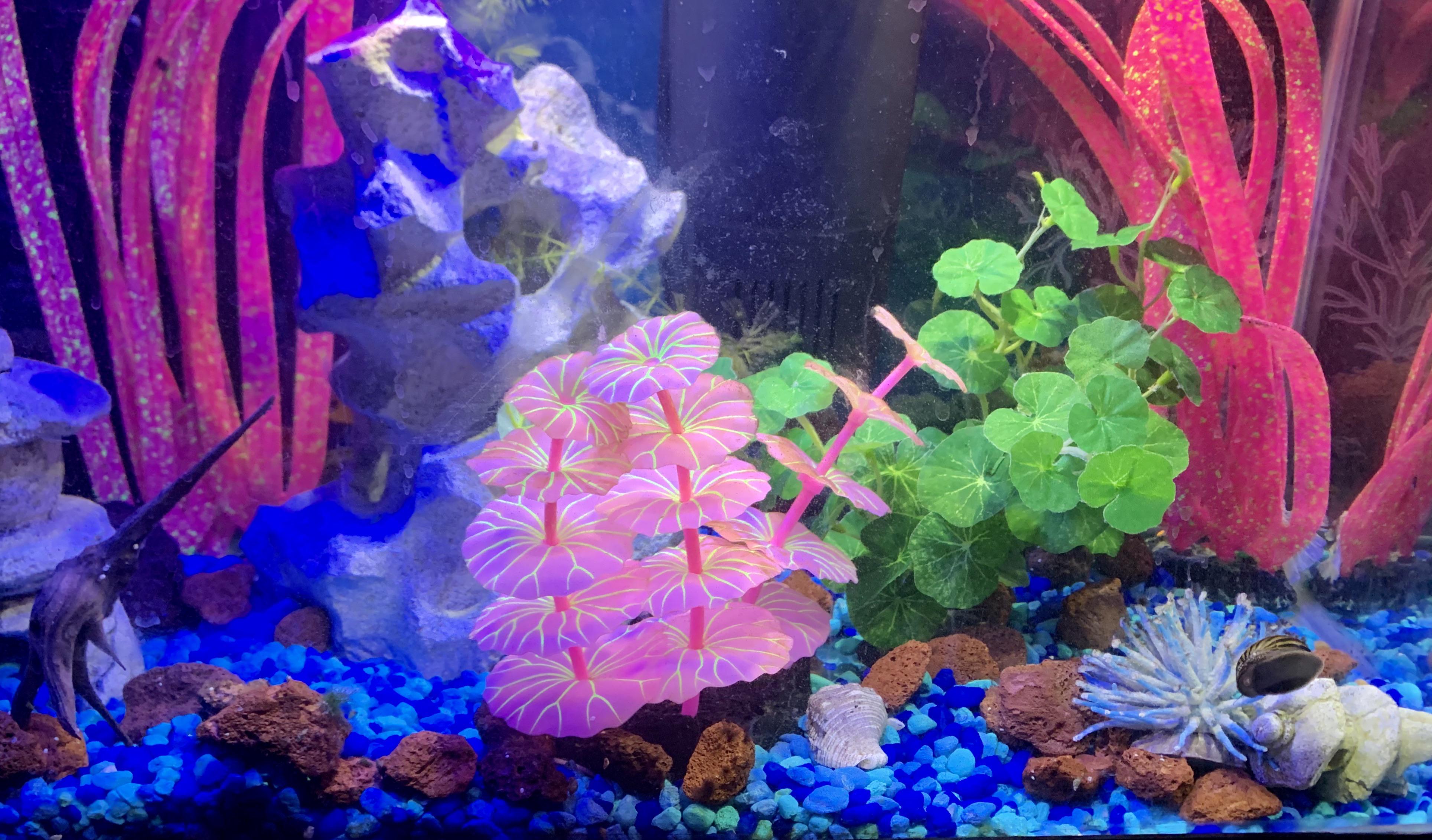 Update on platinum betta male’s tank! Silk plants and gel decor for