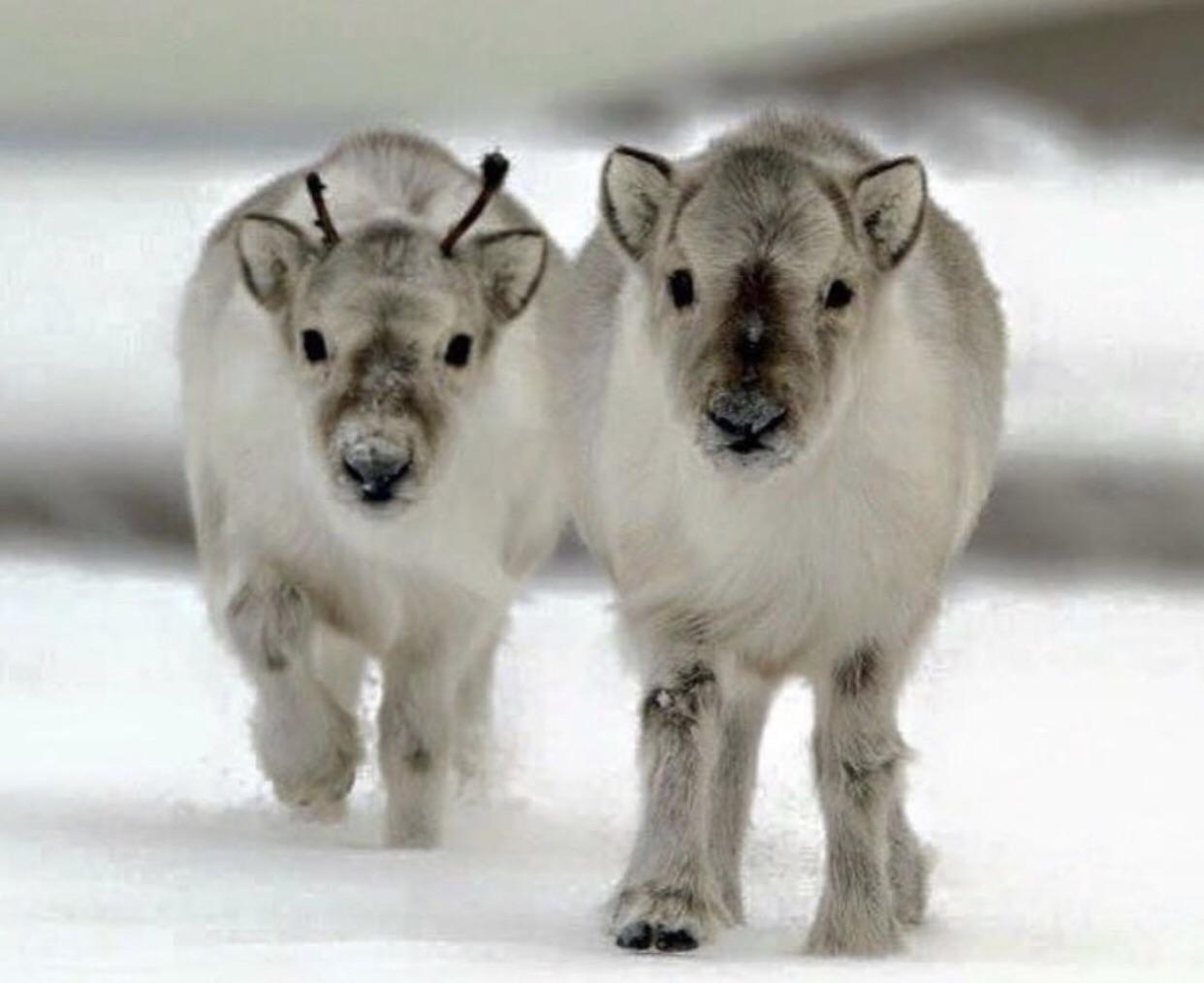 Baby Reindeer r/aww