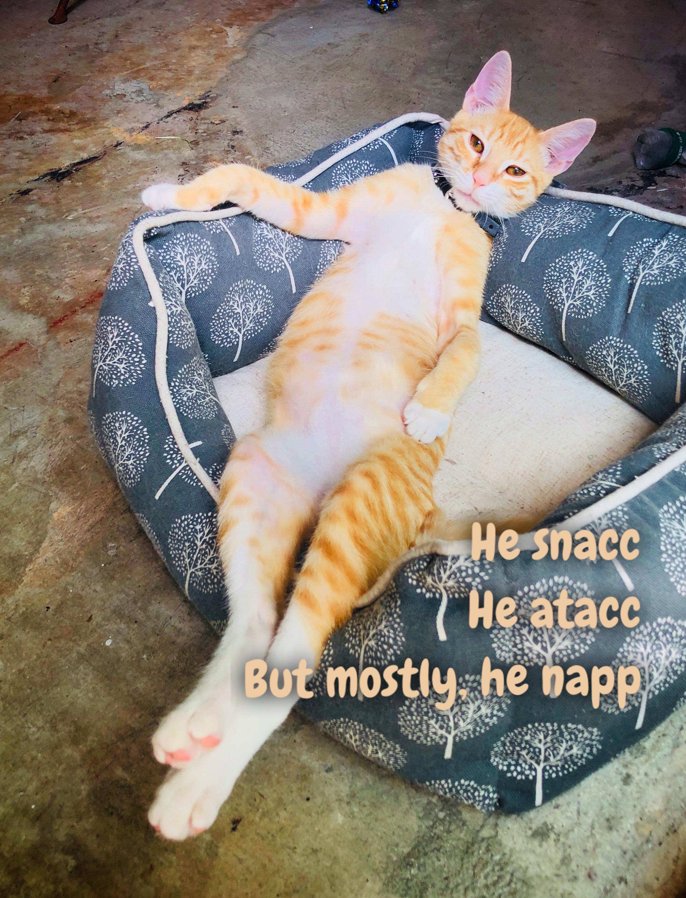 My cat’s job description r/lolcats