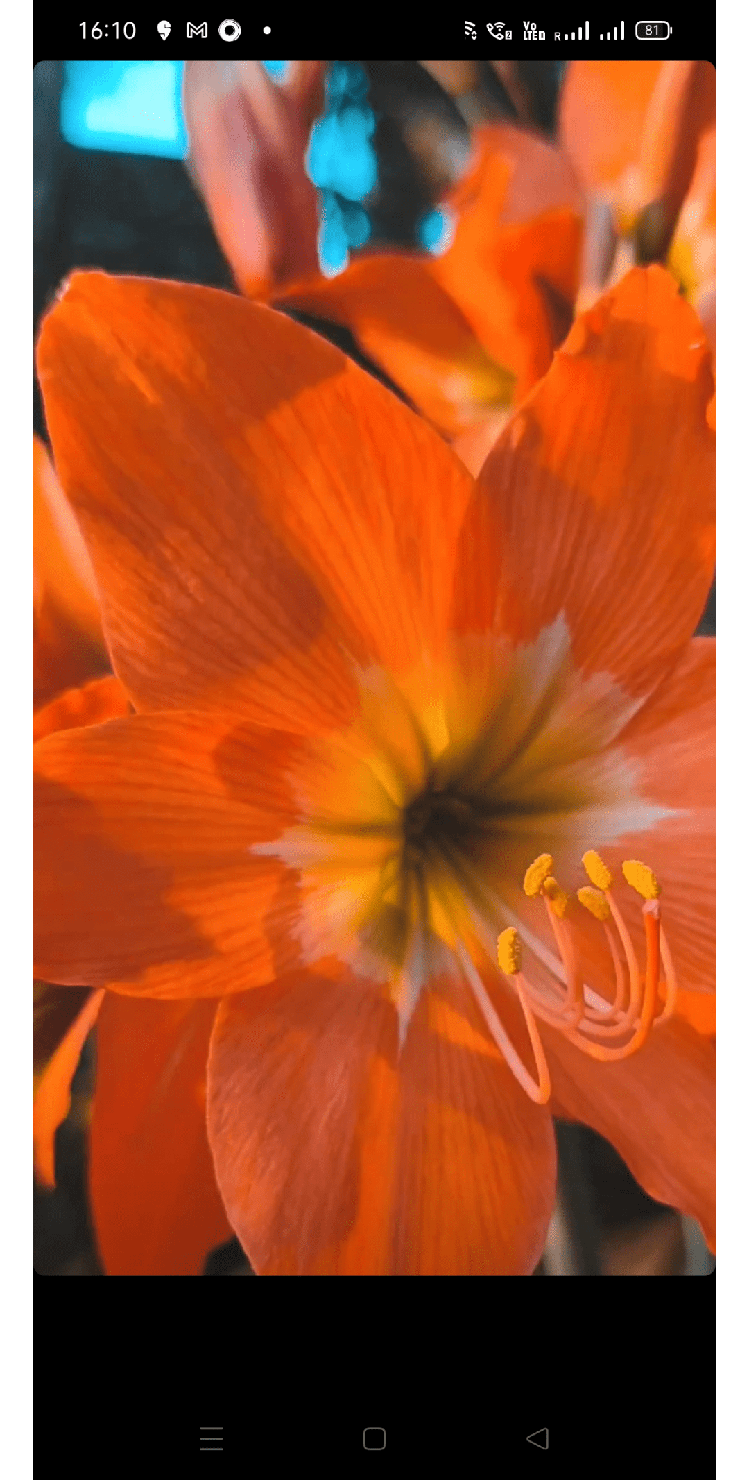 what flower is this ? why do people have this flower in their home