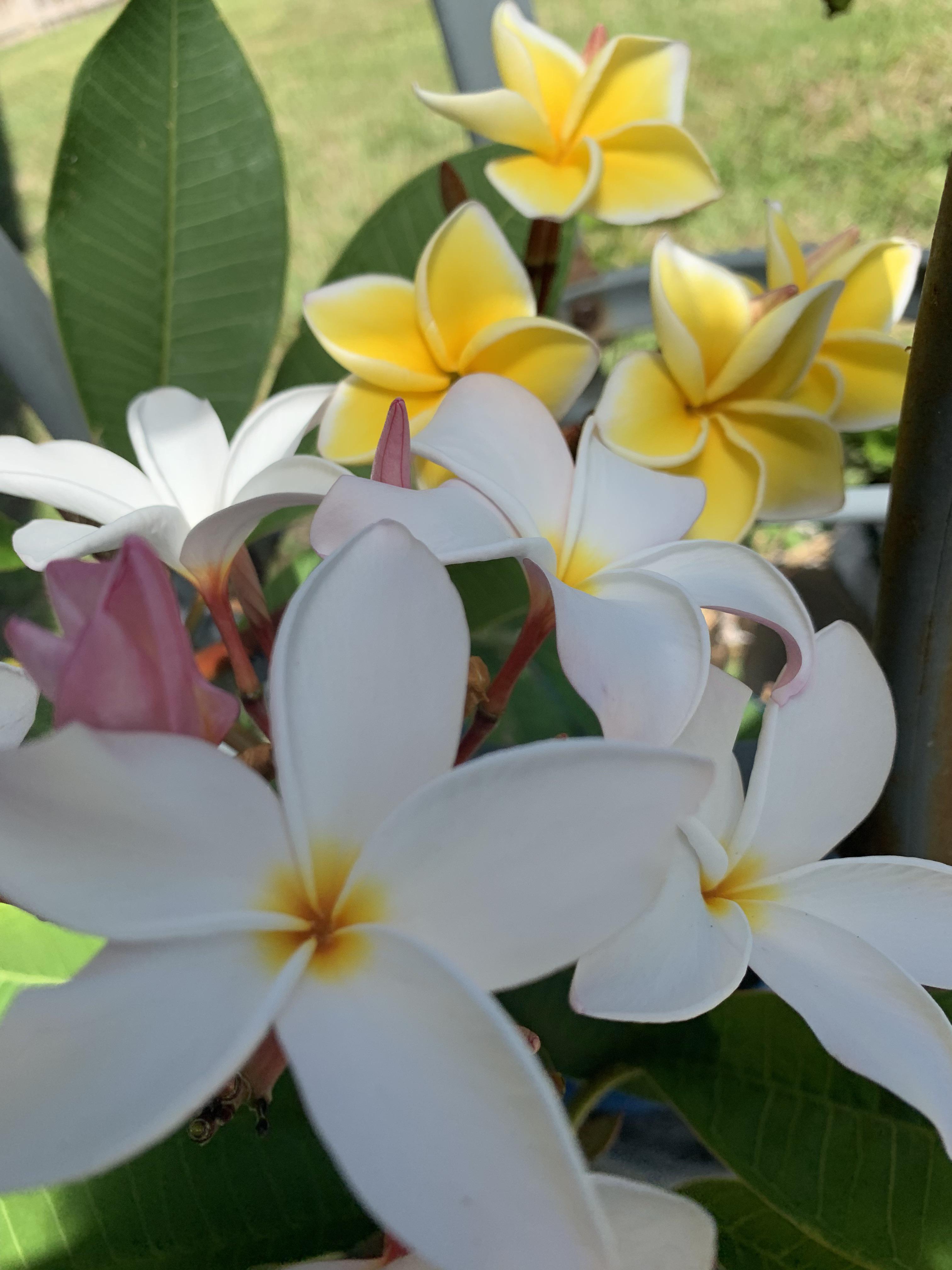 Elephant Ear Bloom. : flower