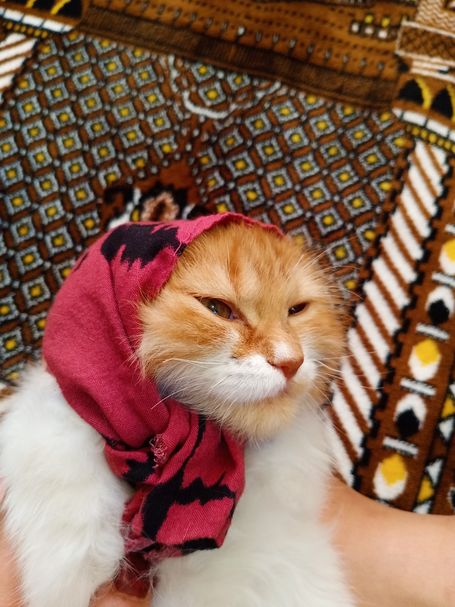 My muslim cat 🐱🐱 r/Izlam
