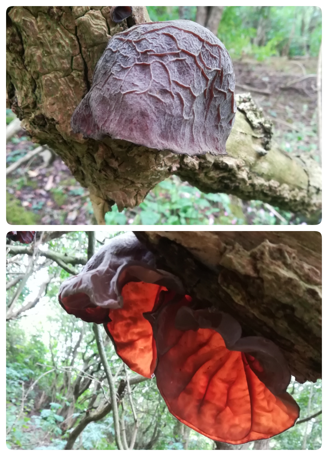 Are these "wood ears"? They're a lot bigger than any other images of