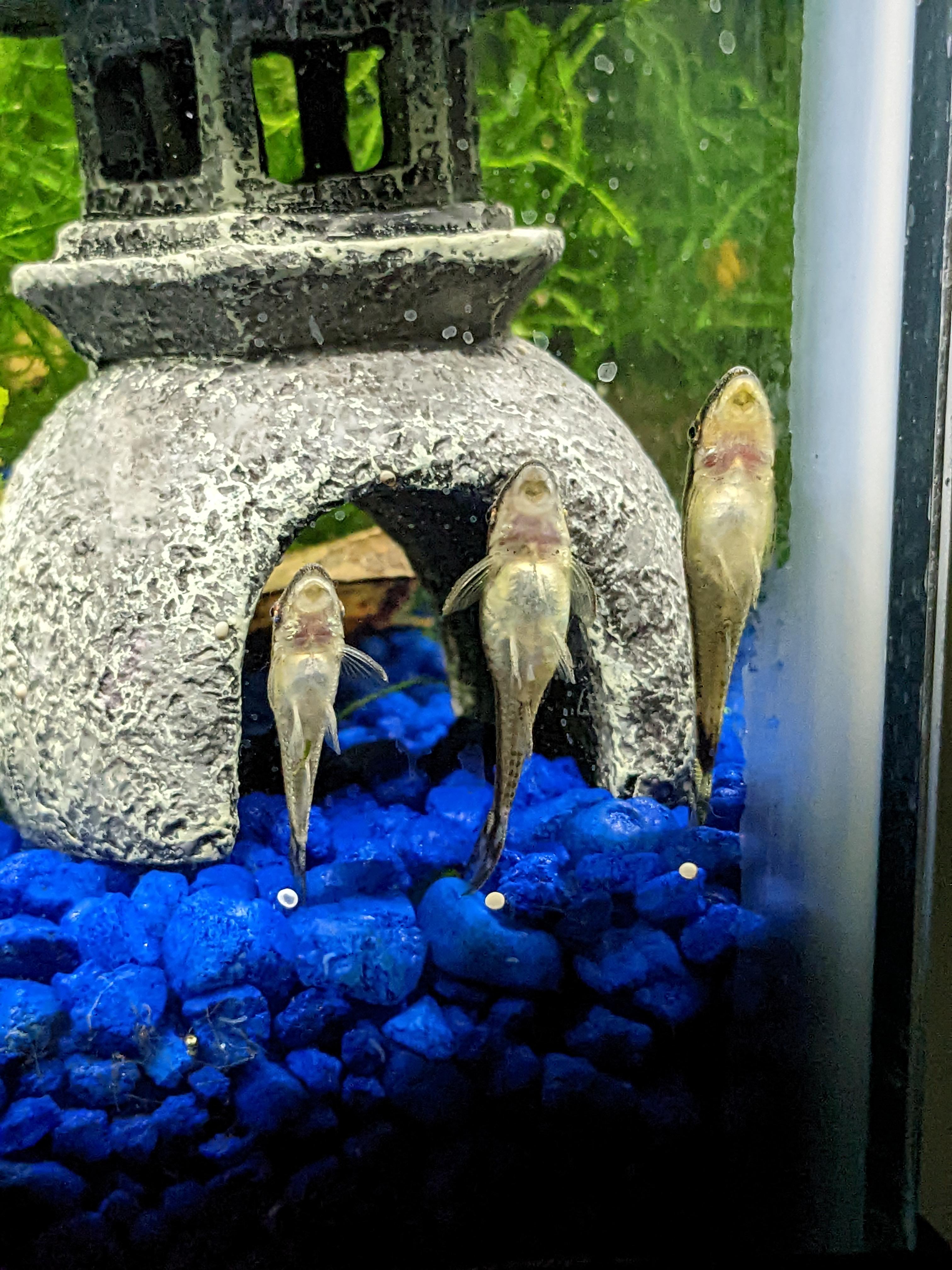 148 best Otocinclus images on Pholder Aquariums, Planted Tank and