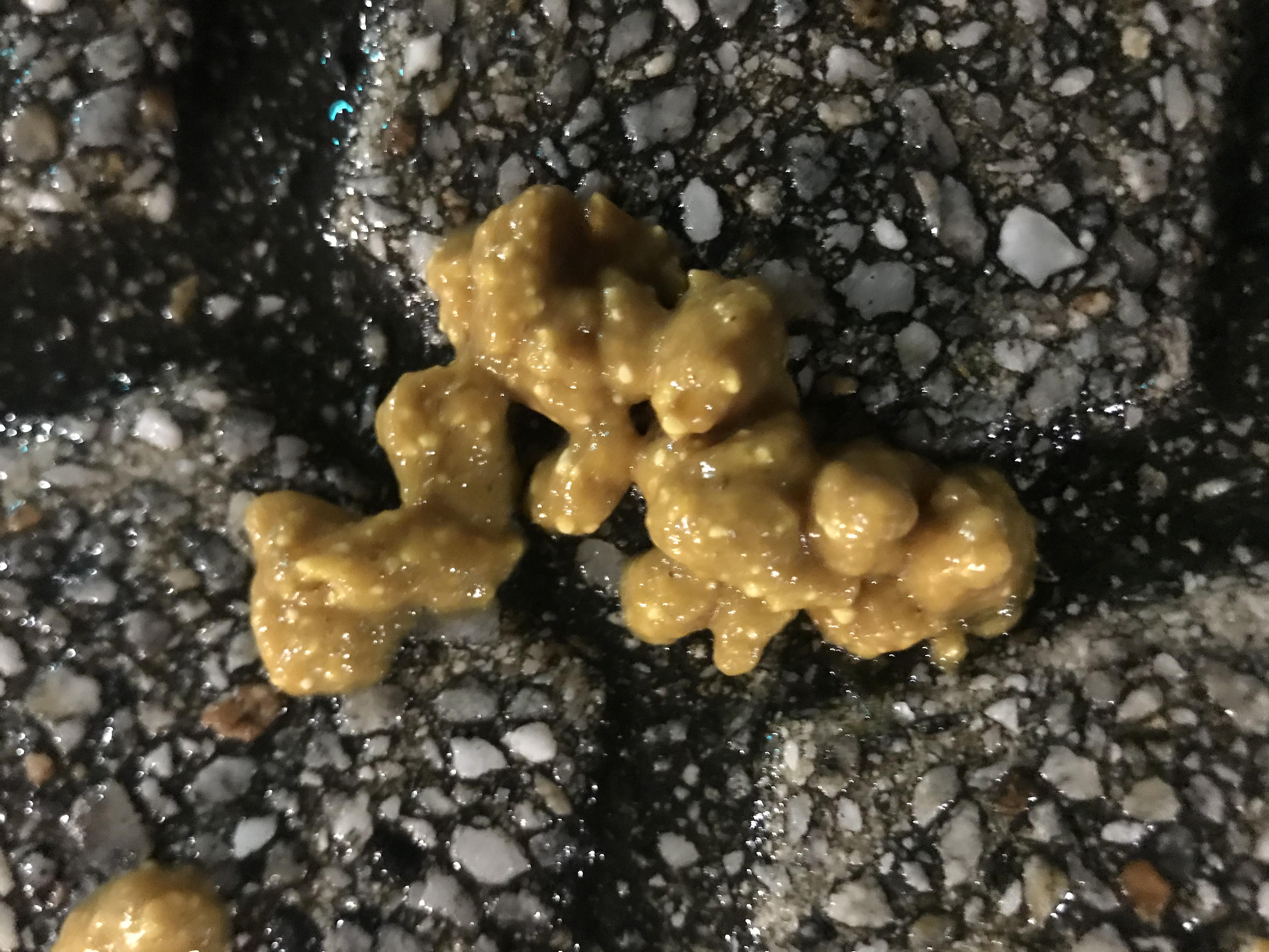 So my dog has been having diarrhea all weekend. I’m