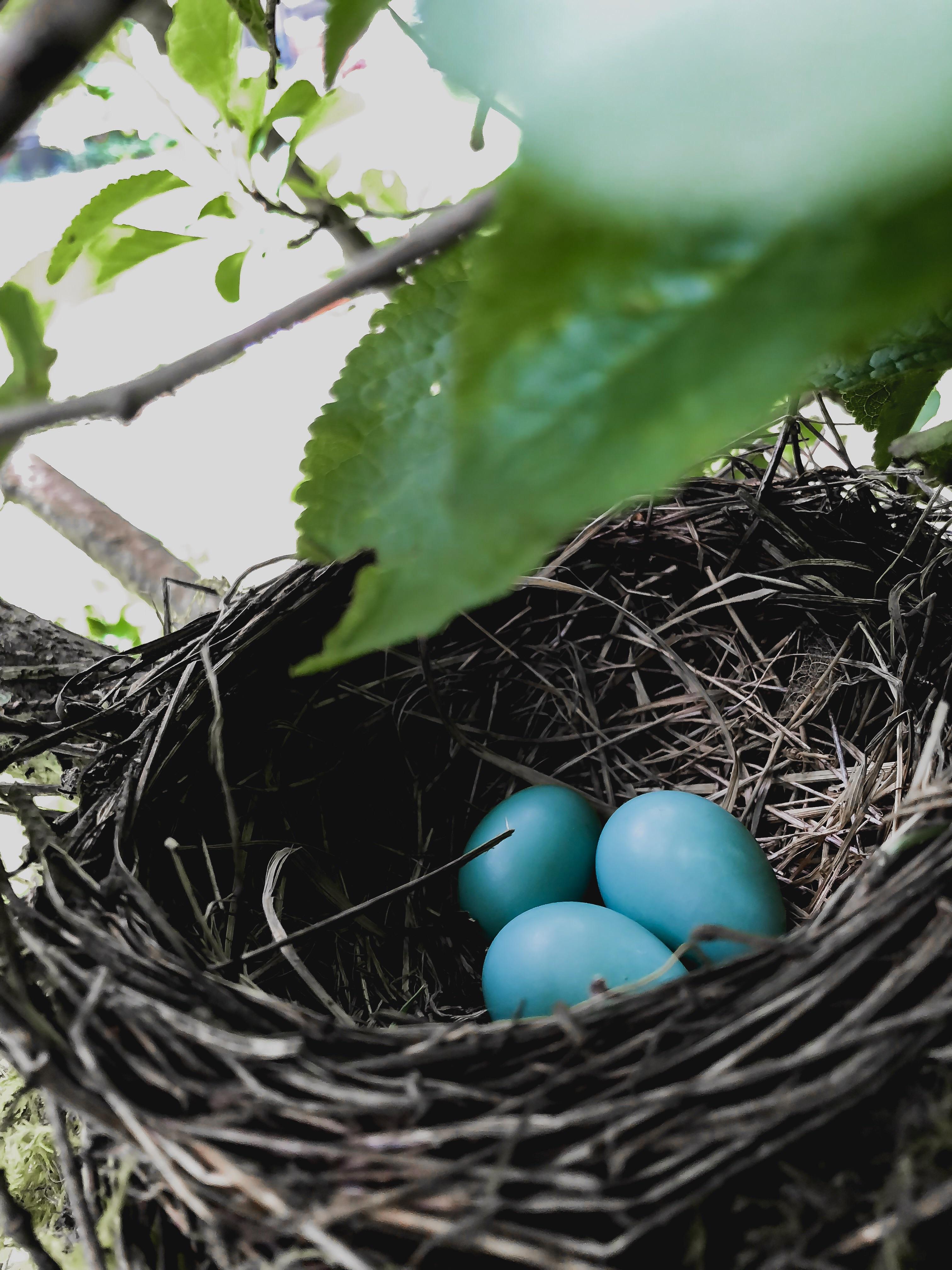 Noticed a Robin had laid her eggs on a rather low tree branch, and