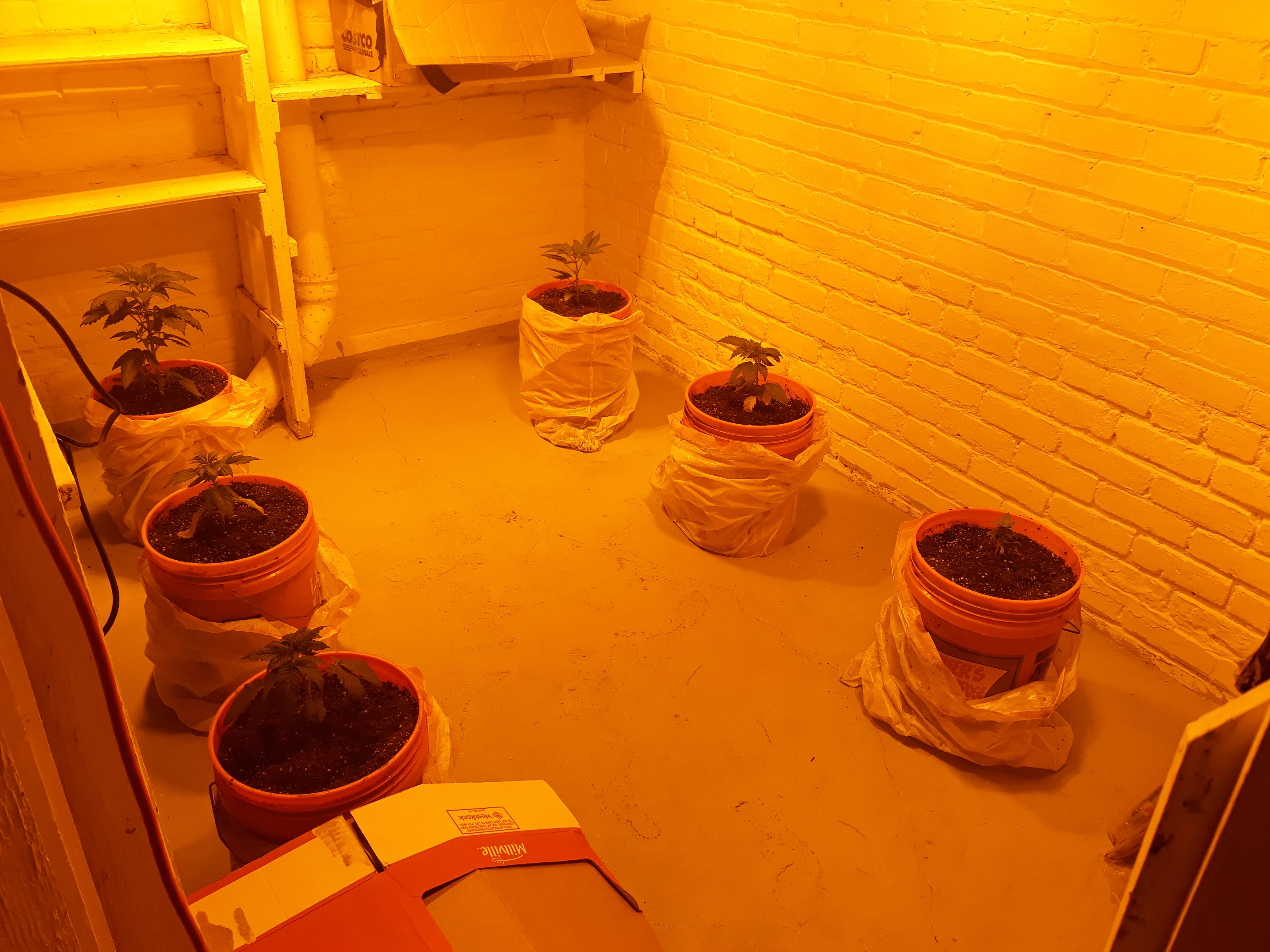 My 2nd basement grow. Transplant day. r/cannabiscultivation