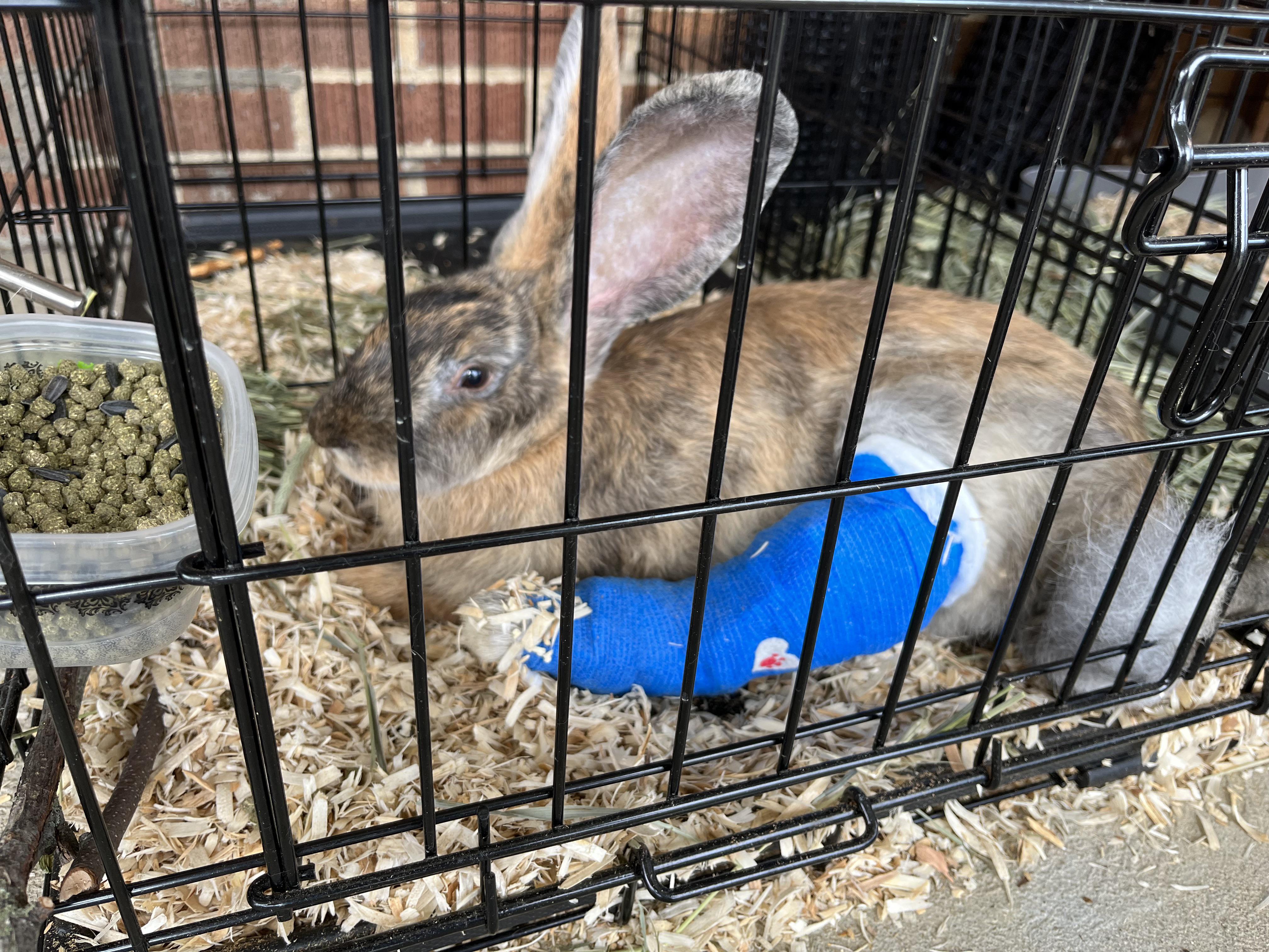 Broken tibia, 3 month old continental. 6 weeks cage rest and weekly