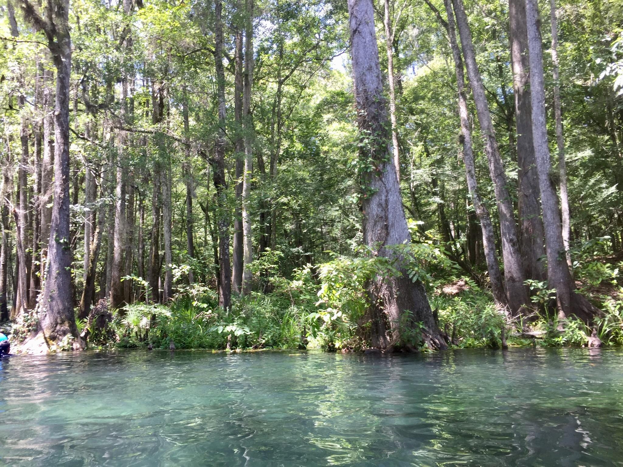 Ichetucknee Springs State Park Fort White, Florida [1334x750][OC] r