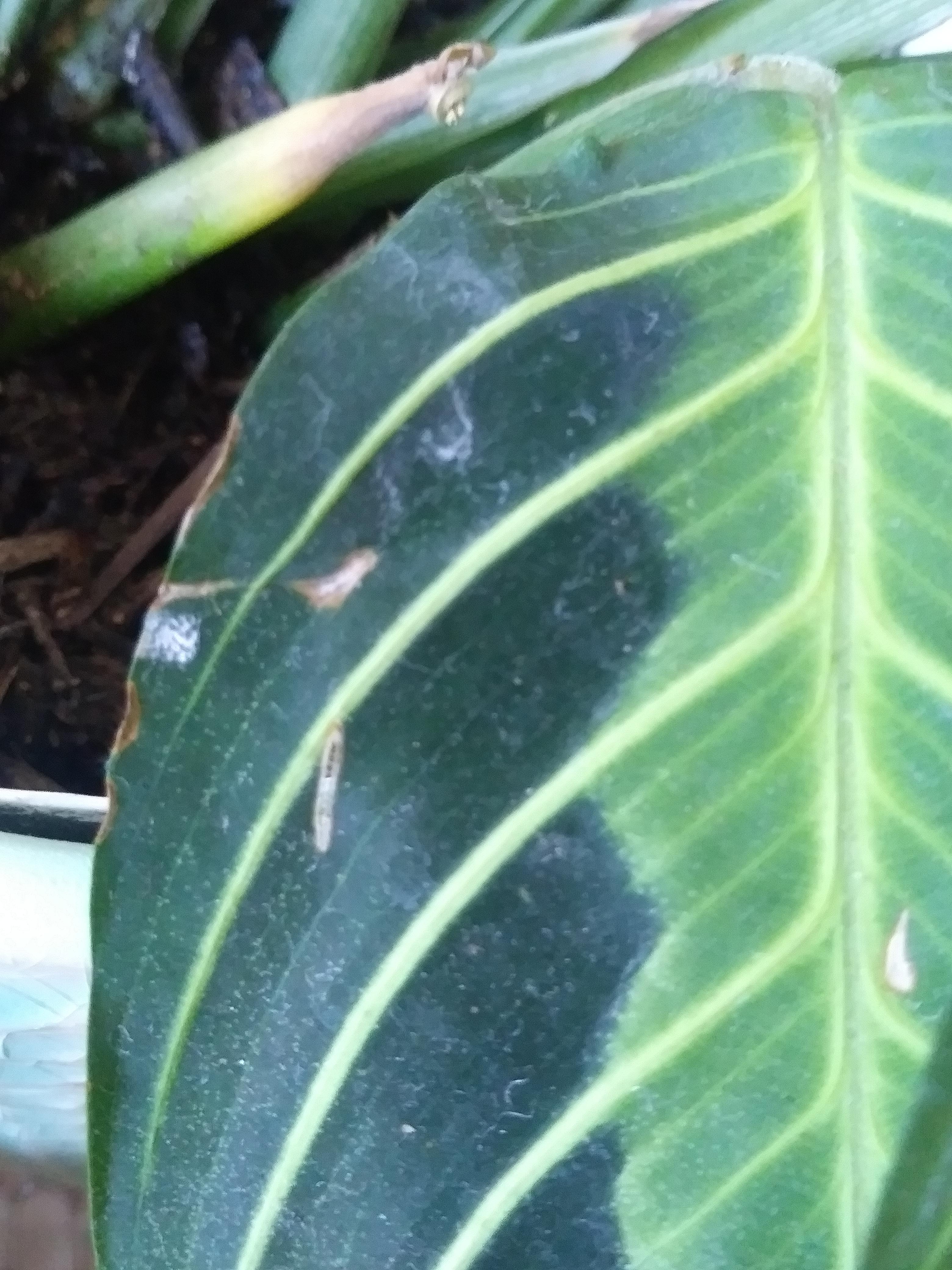 What is this tiny white spot on my prayer plant? Should I be concerned