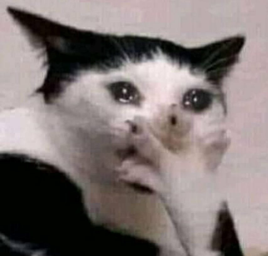 surprised sad cat r/sadcats