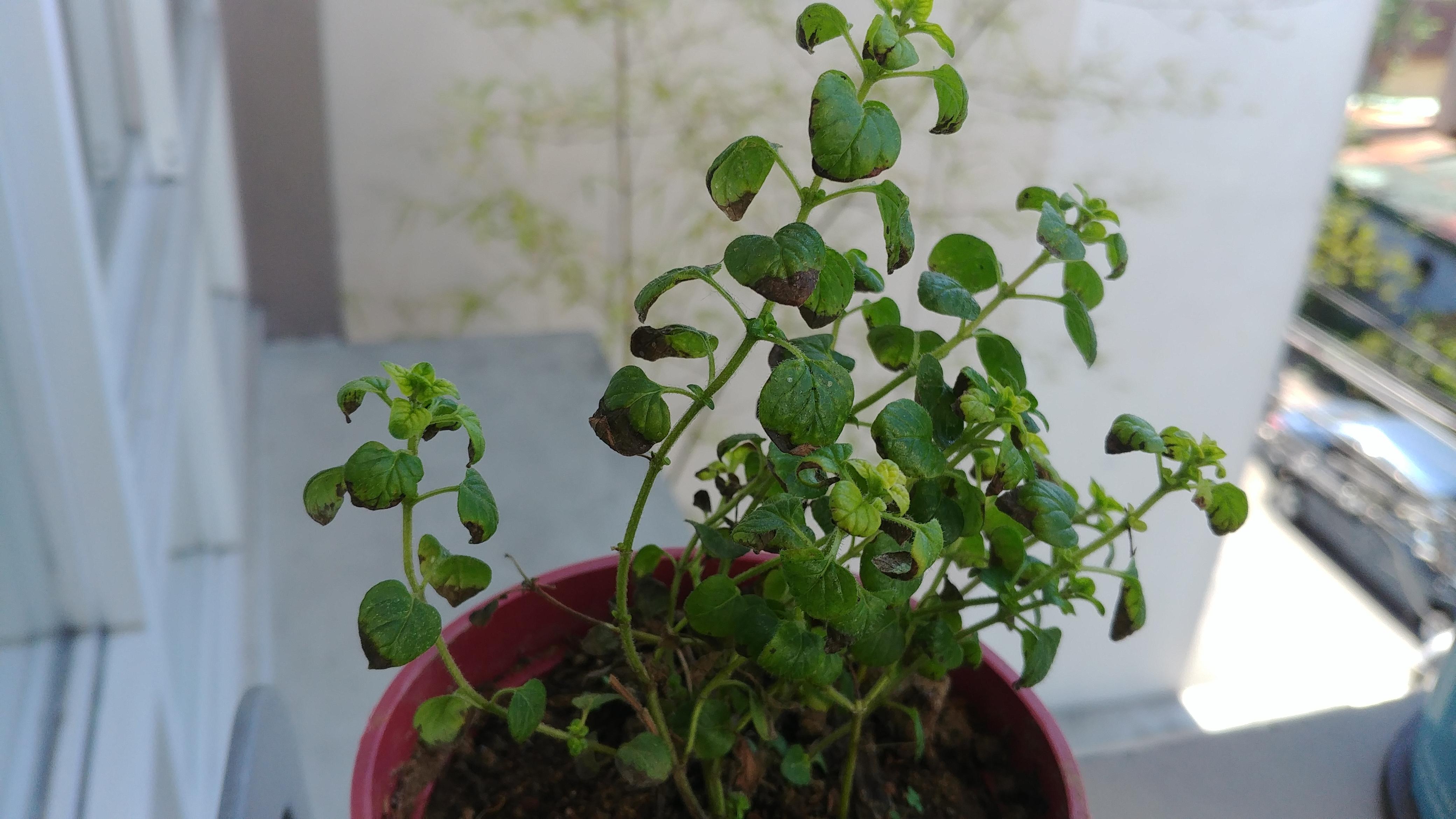 What's wrong with my Oregano? Some leaves are turning black. Some new