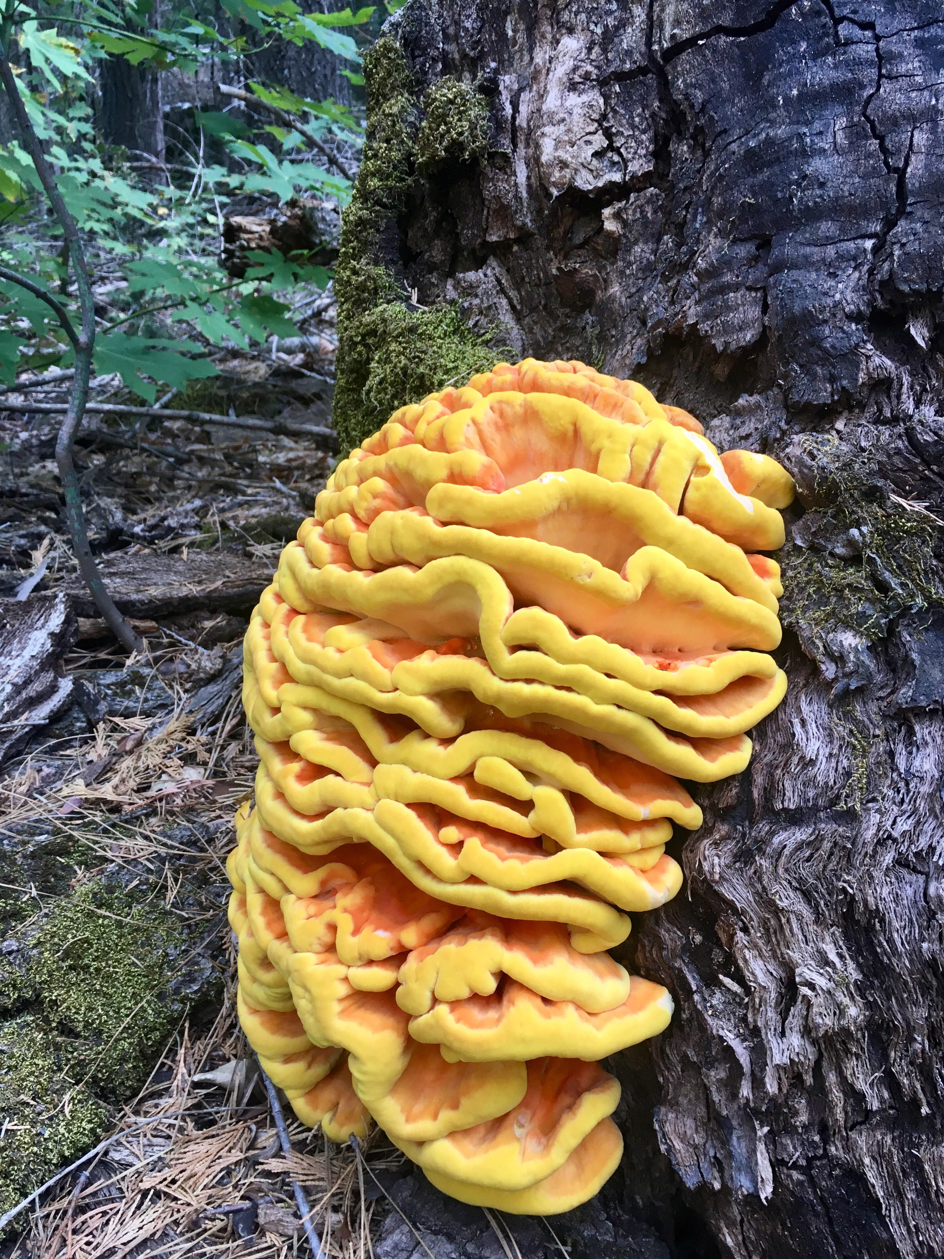 Chicken of the woods? r/mycology