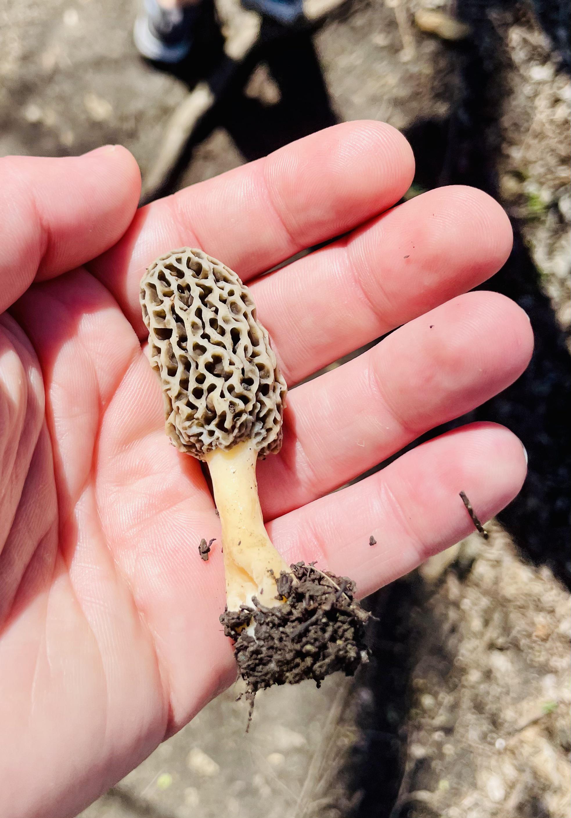 Morel season! r/Lawrence