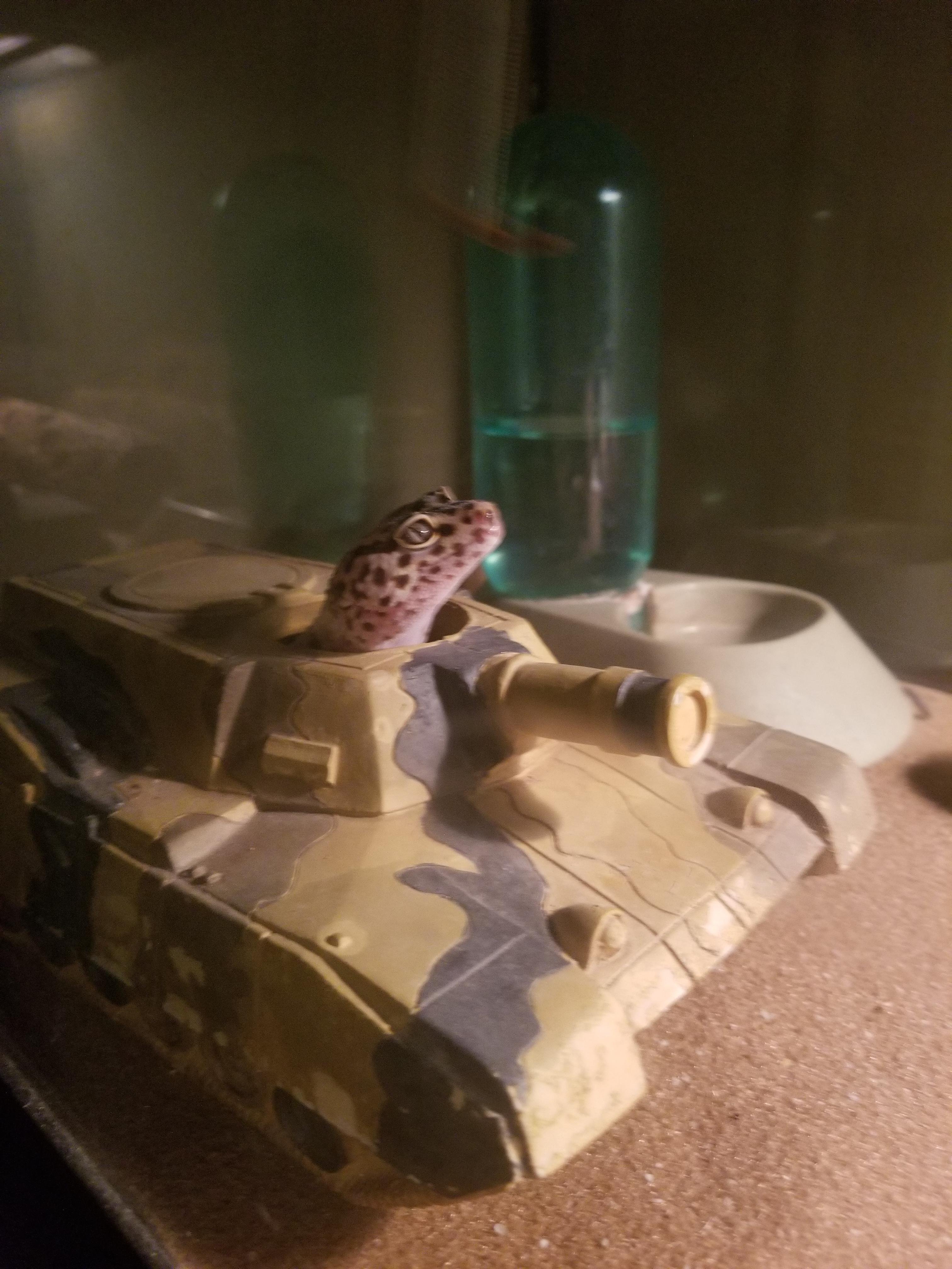 PsBattle This leopard gecko in a tank.