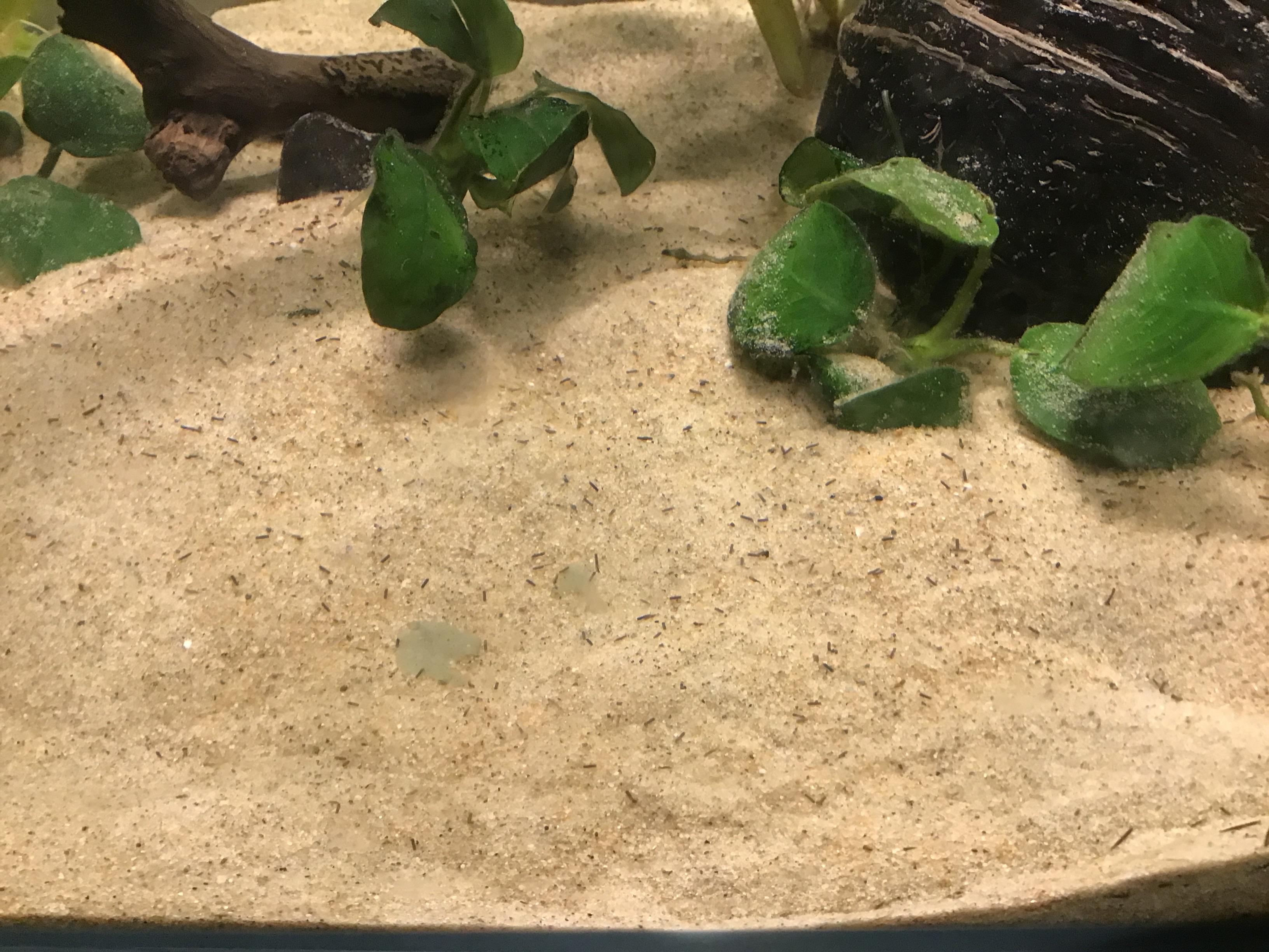 Anyone Know a way to get rid of all of this shrimp poop? r/Aquariums