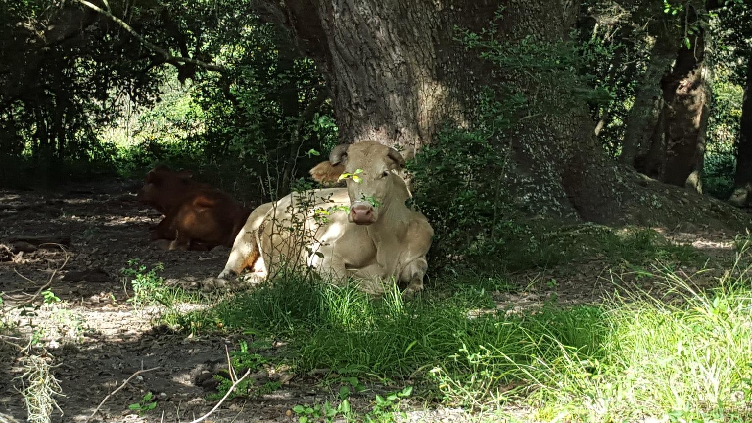 Houston cows. That is all. r/houston
