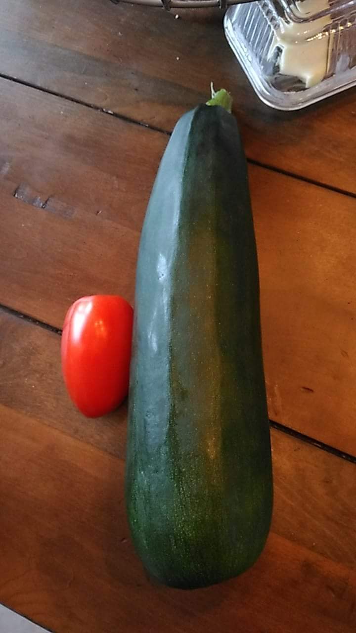 My 2.5 pound zucchini that I somehow overlooked until now! Roma for
