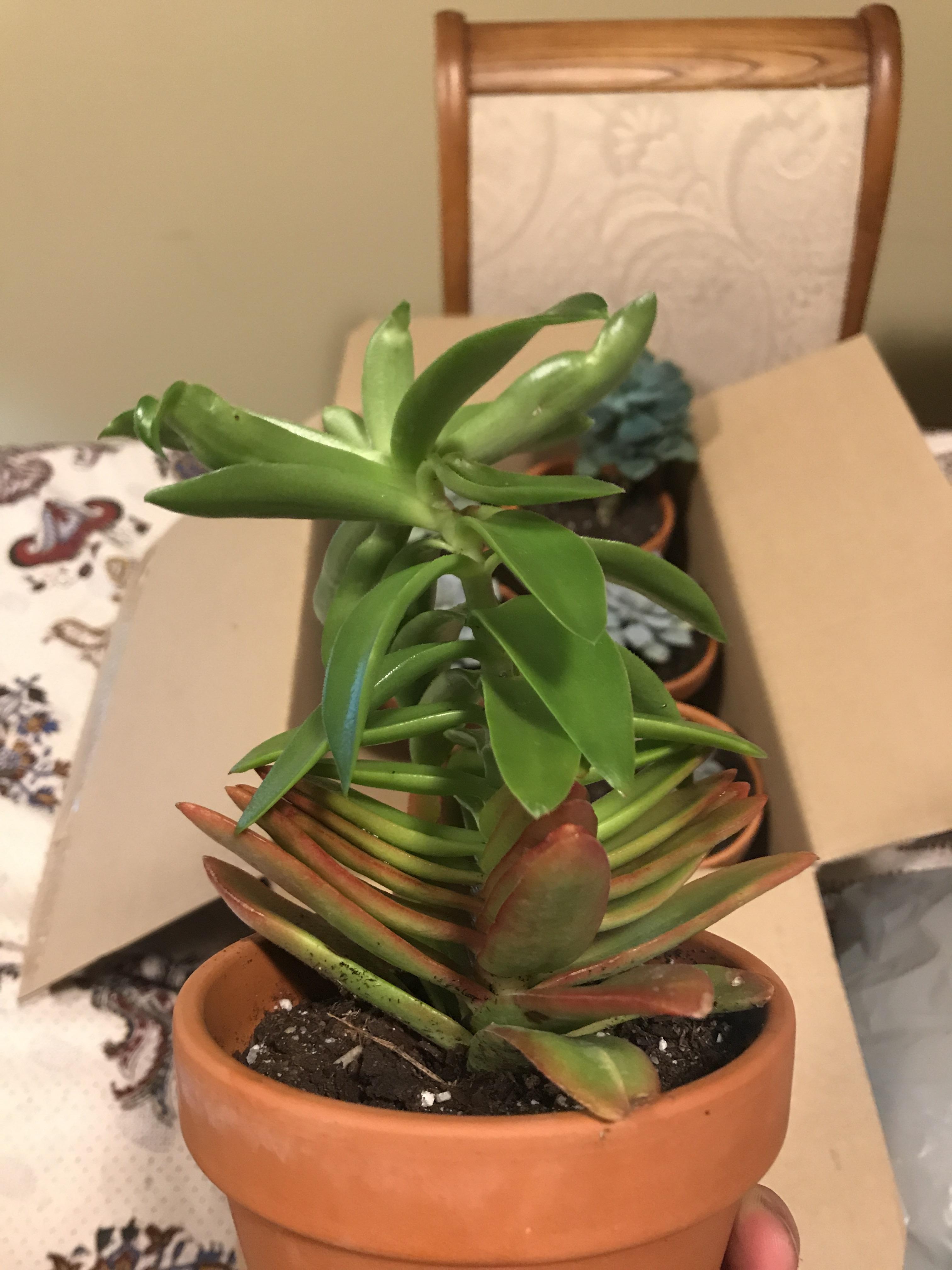 What’s the fix to my Kalanchoe? Cut the head off where it’s curving