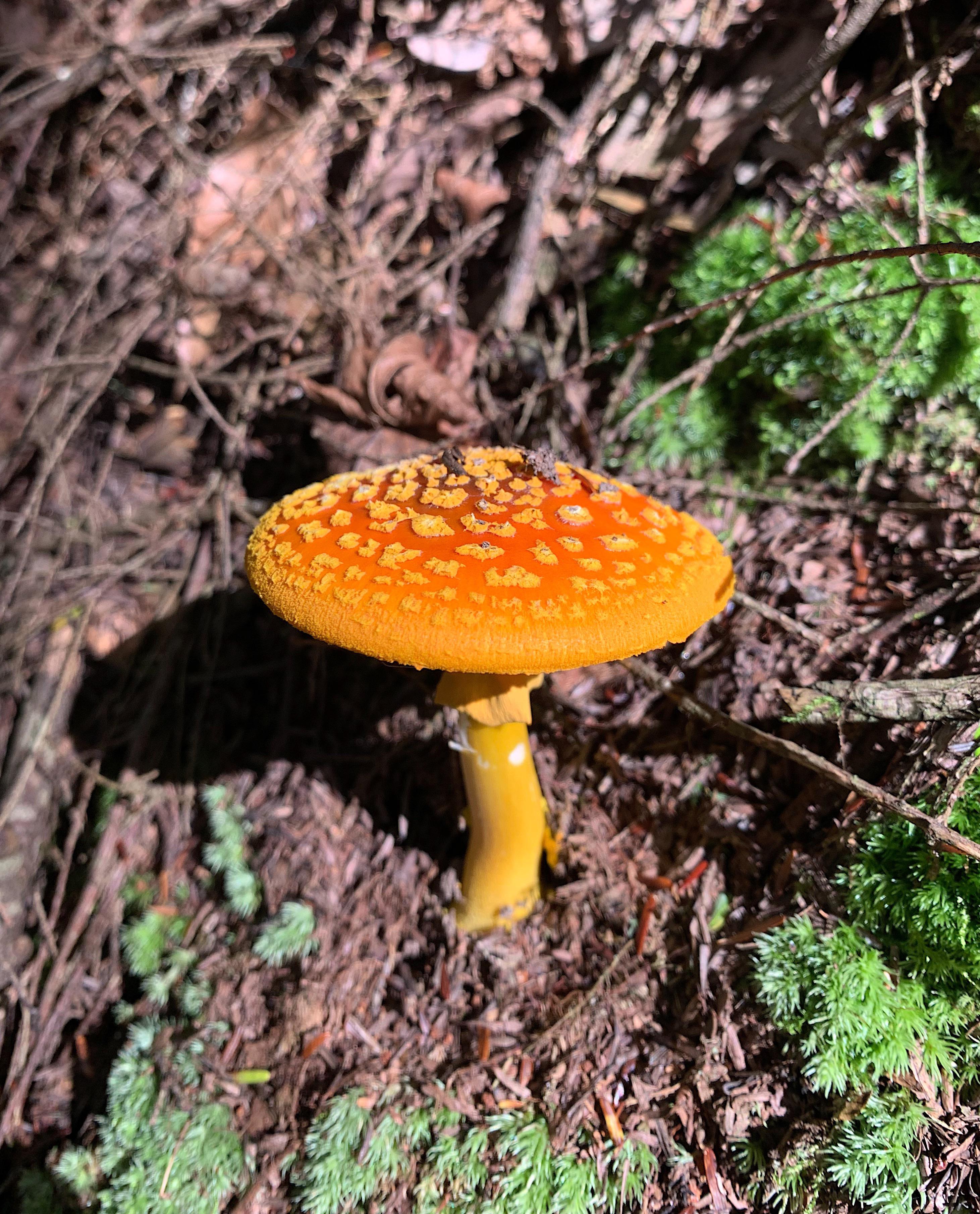 Yellow Patches (Amanita Flavoconia) : r/mycology