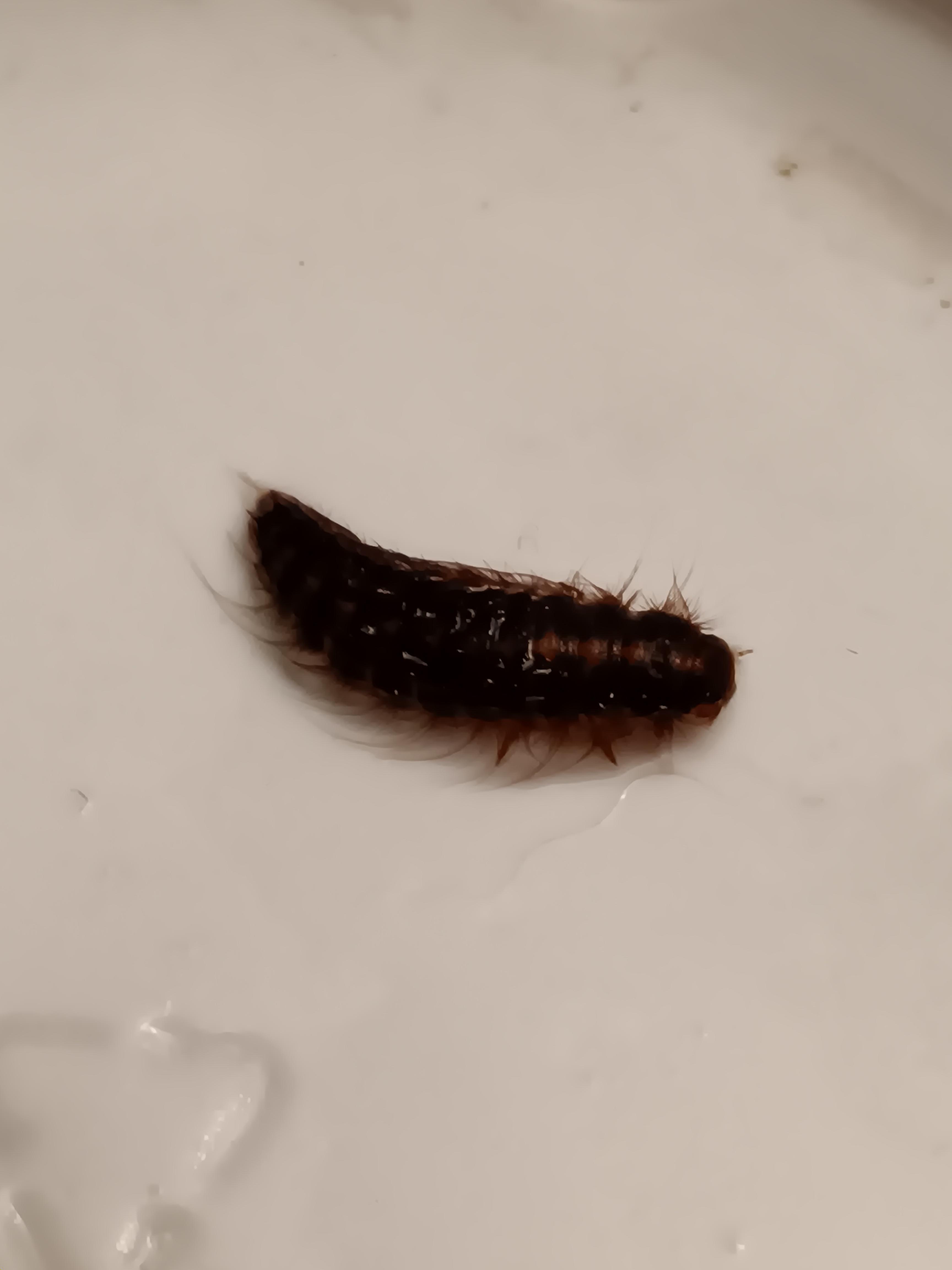 Found this in my crickets from PetSmart. Anyone have any ideas on what