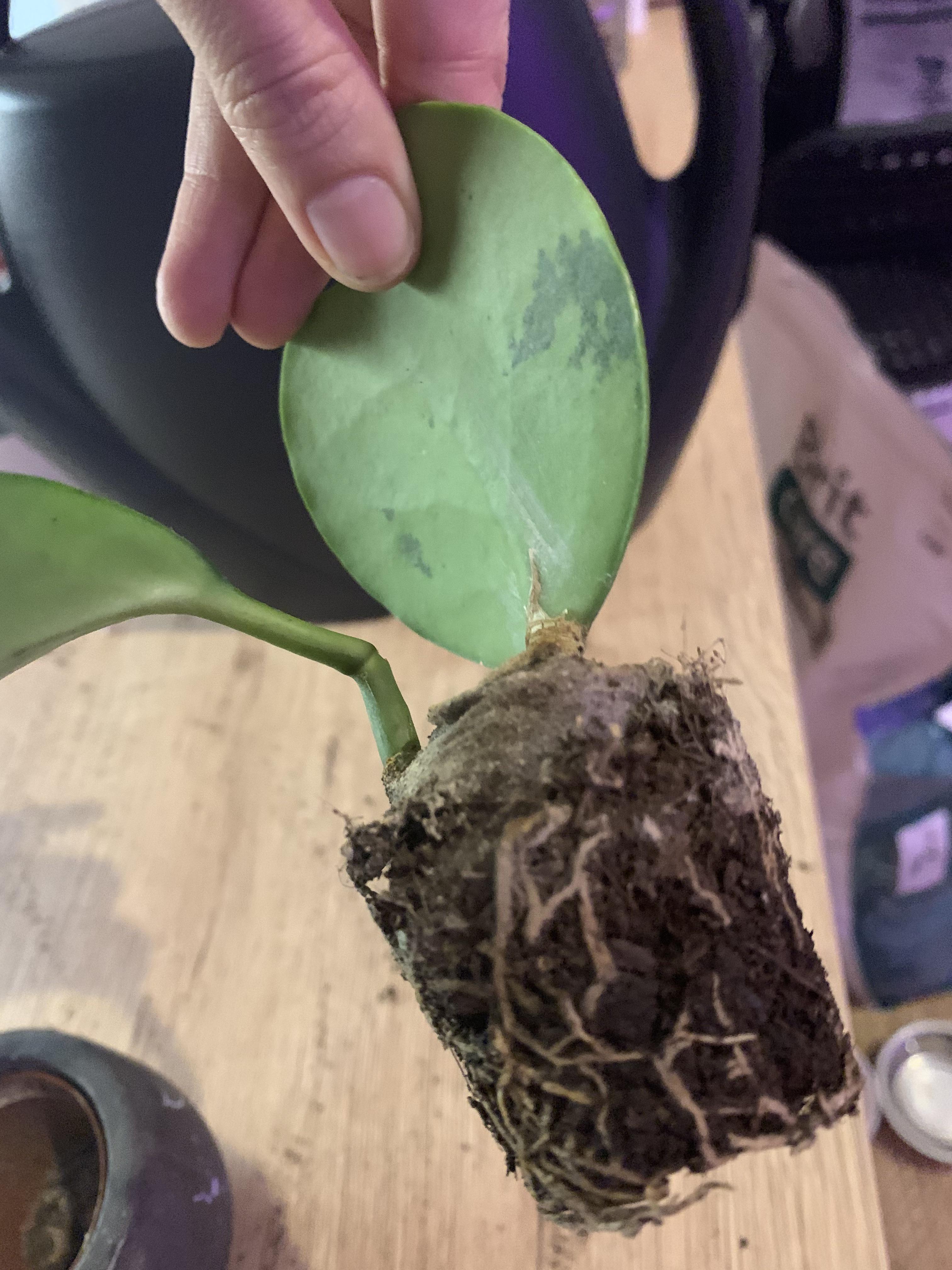 When to repot Hoya? r/plantclinic