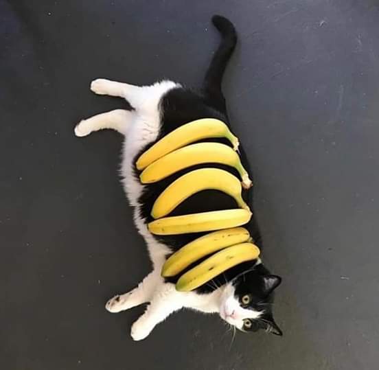 Banana cat r/aww