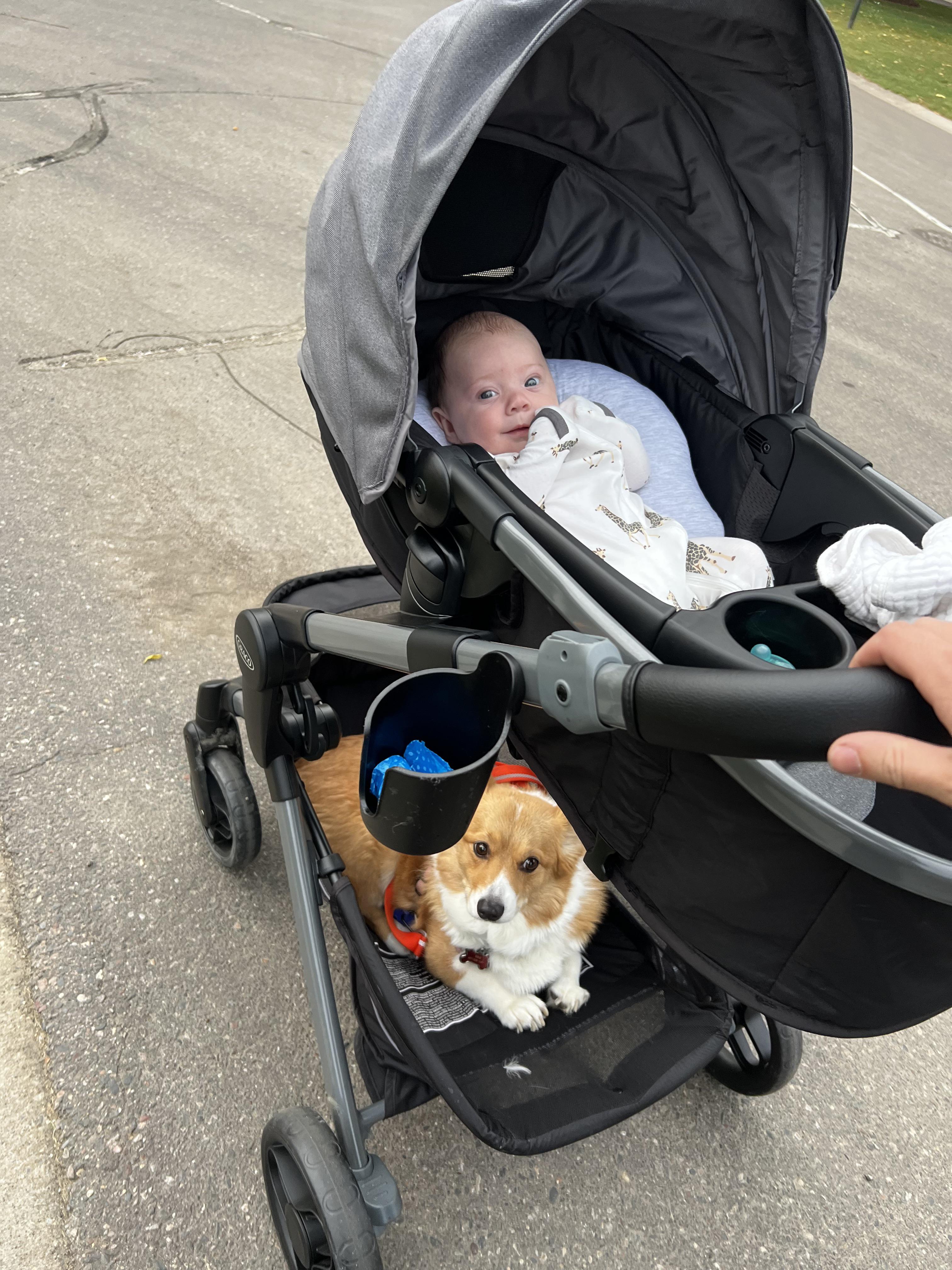 My gives up on a walk sometimes good thing I got a big stroller