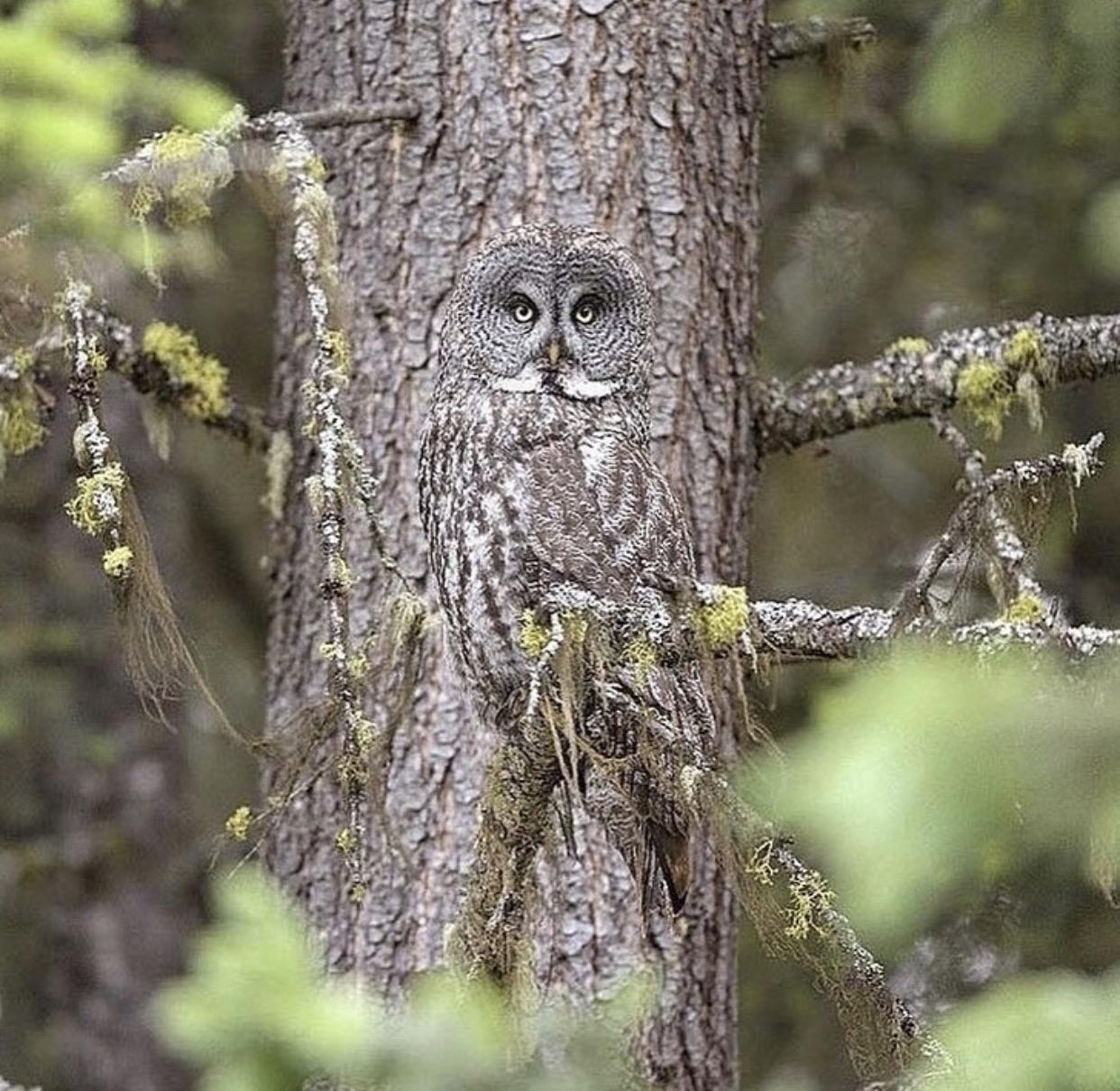🔥 Great Grey Owl hiding in plain sight. r/NatureIsFuckingLit