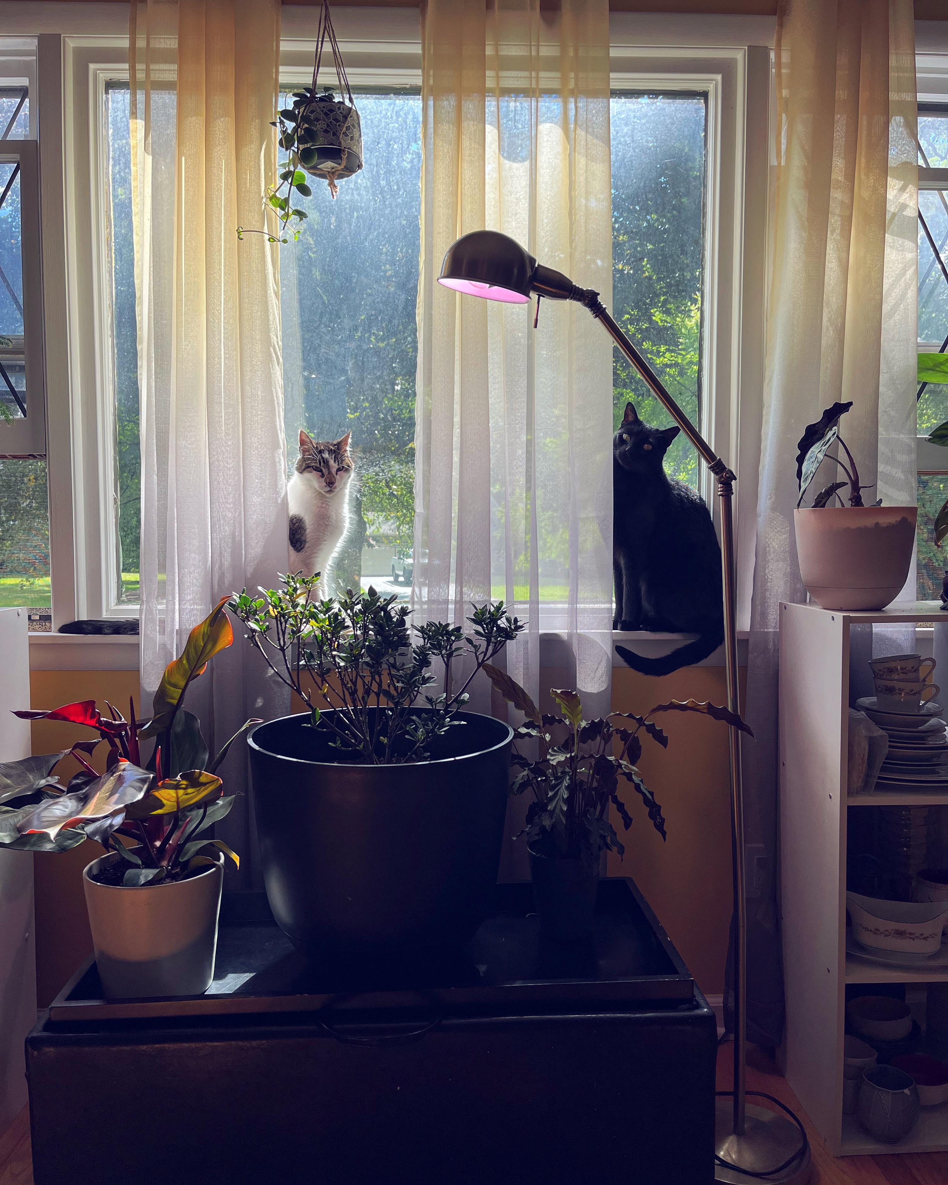 Cats and plants r/catpics