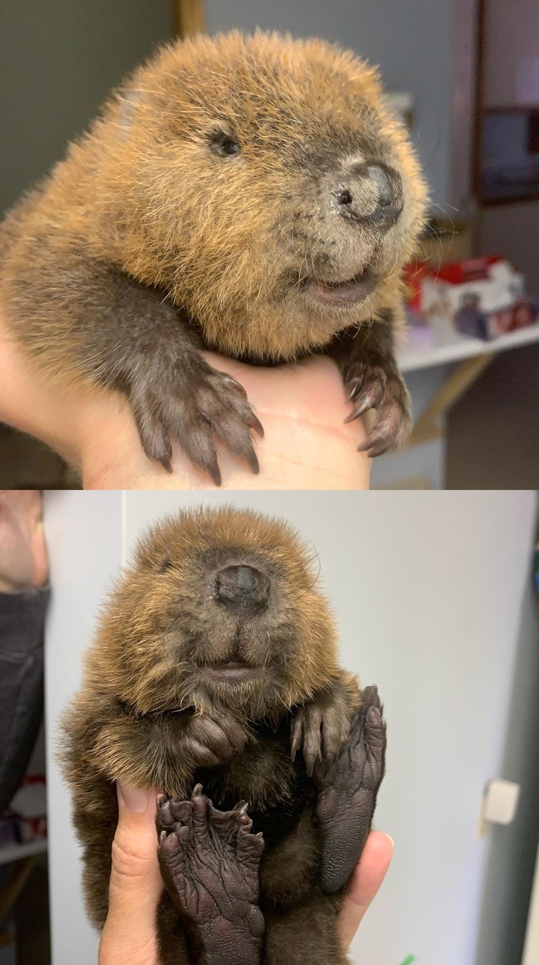 A baby beaver was rescued and given a second chance in Canada r/cute