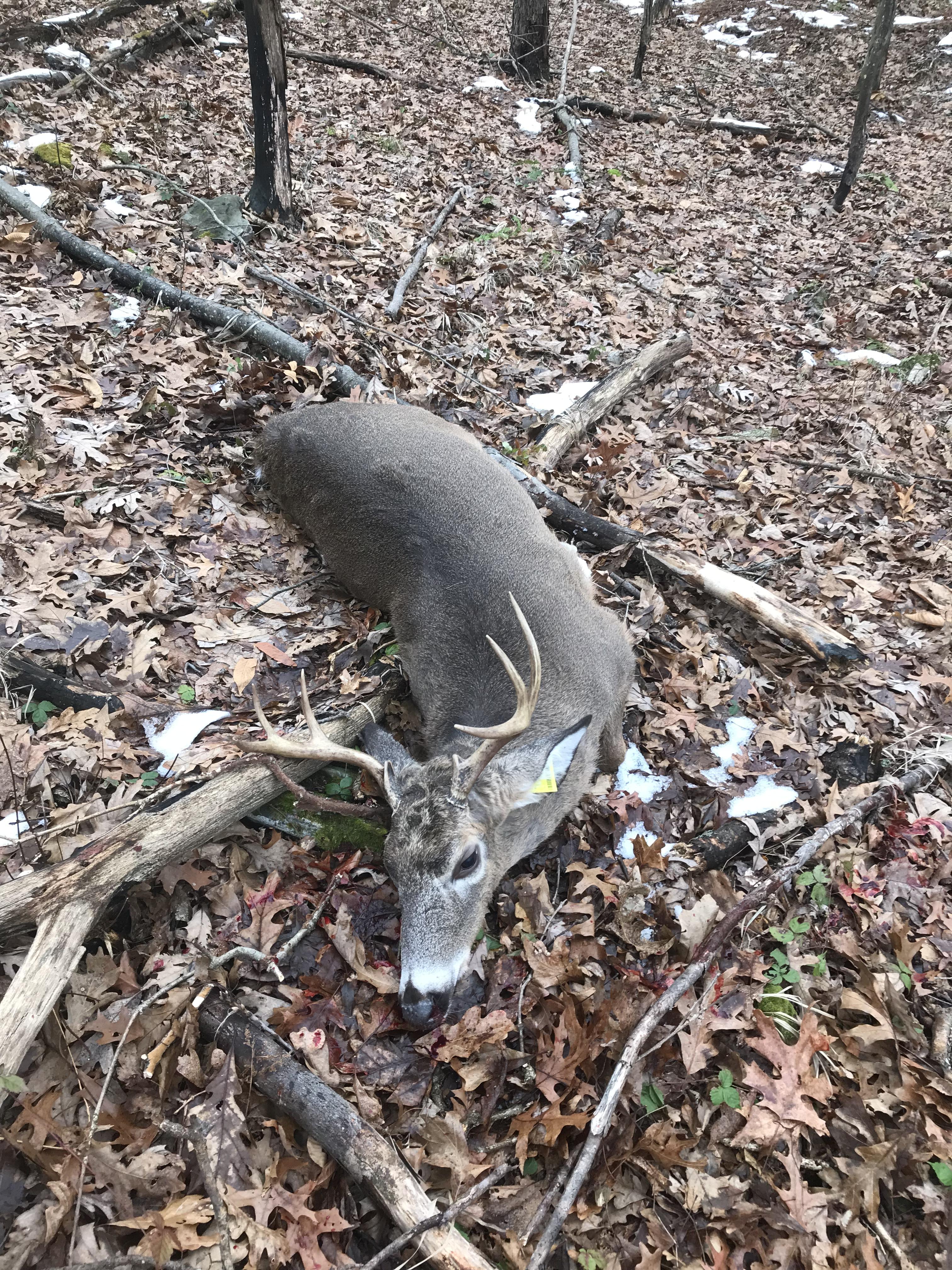 This year’s buck barely legal 8 point (with 6 qualifying points) in