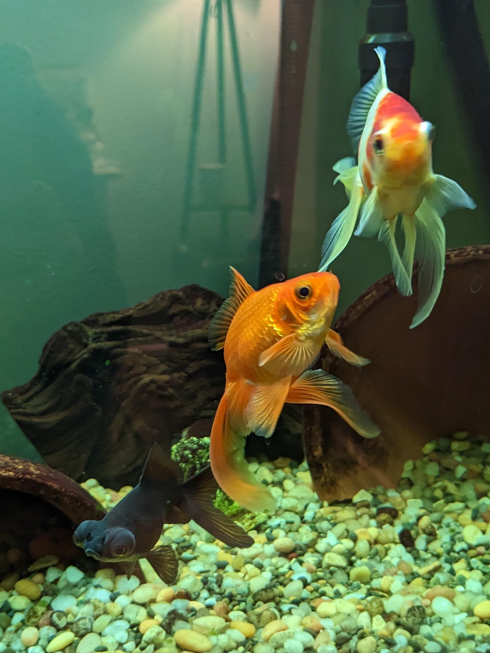 This is my gang, I'm thinking about replacing their gravel with sand. I