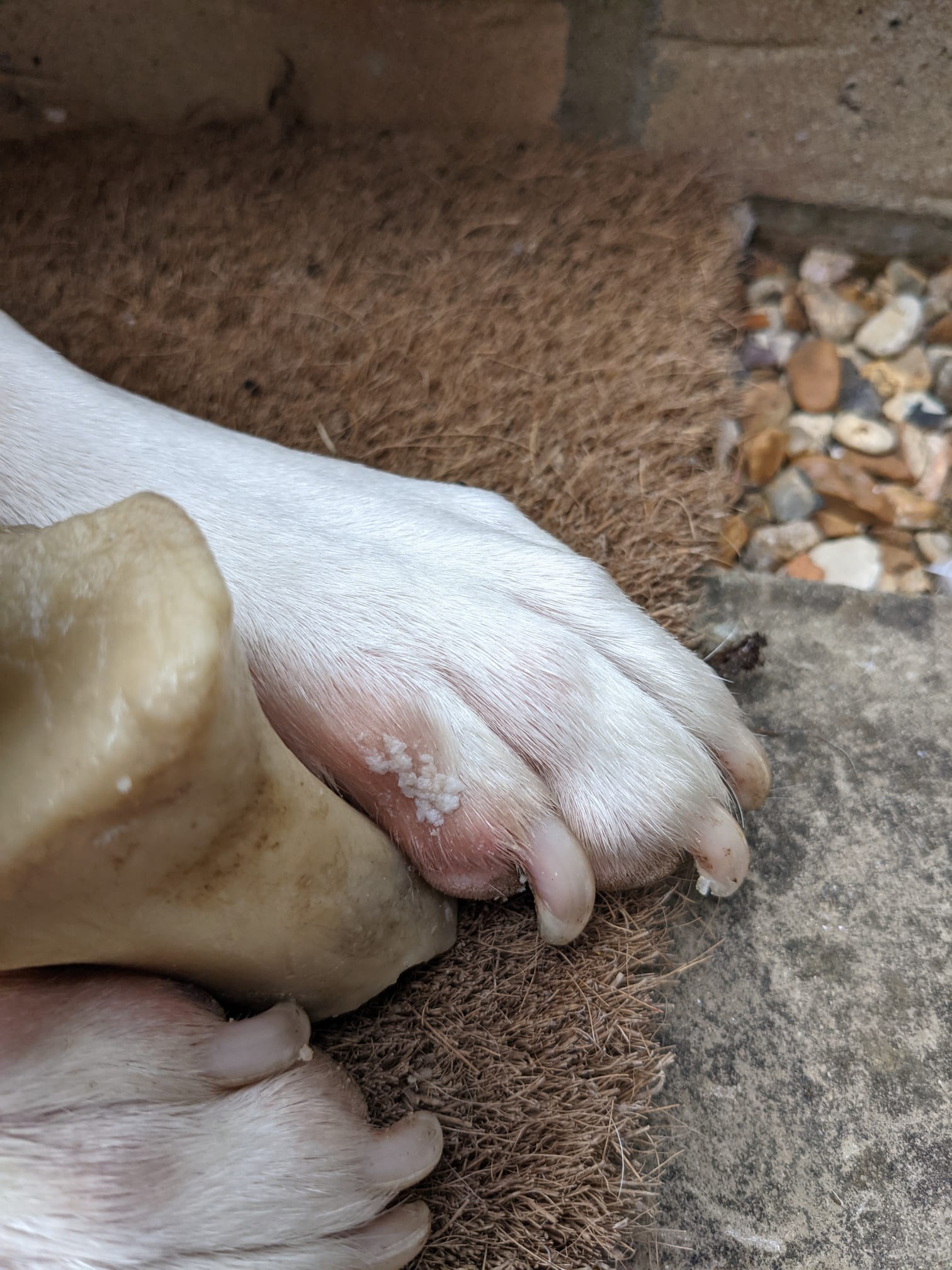Dog has white growths on feet and has been licking and biting legs