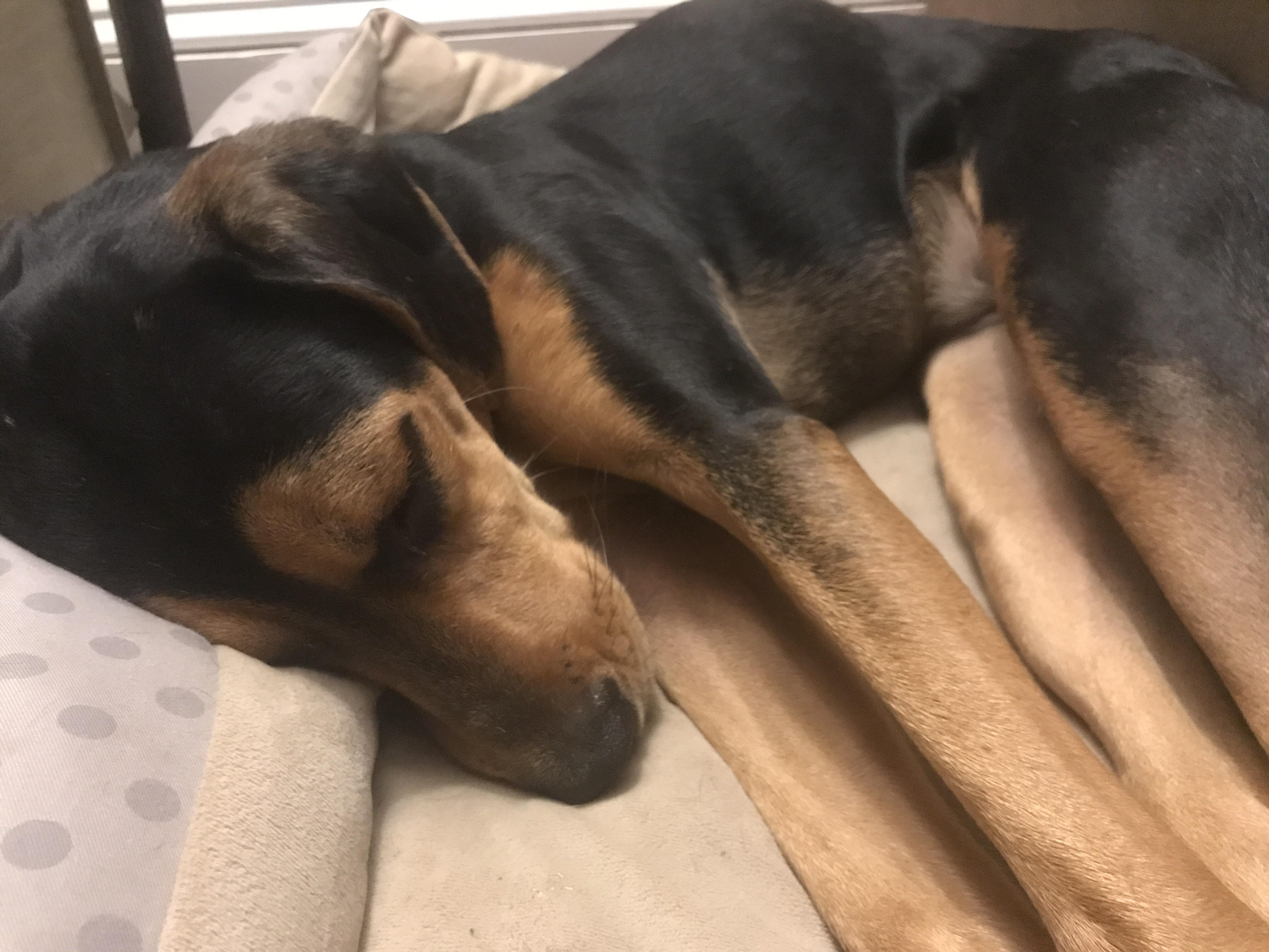 Chevy isn’t feeling good today, Vet says as much rest as possible